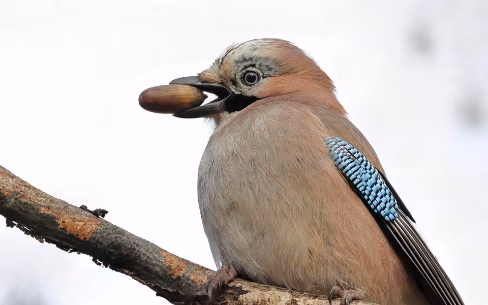 Illustrationsfoto - sharkolot / Pixabay - https://pixabay.com/photos/eurasian-jay-passerine-jay-acorn-7660516/