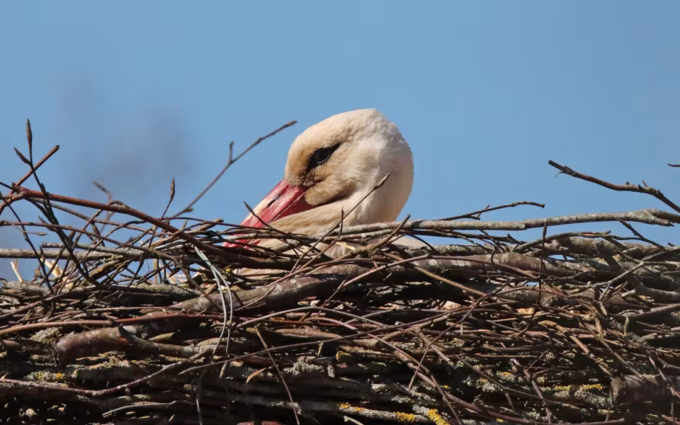 Stork på besøg i Ansager 22. april 2022