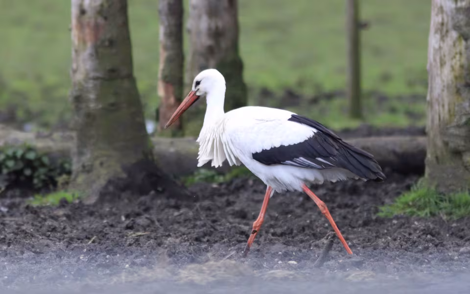 Storken besøger Outrup