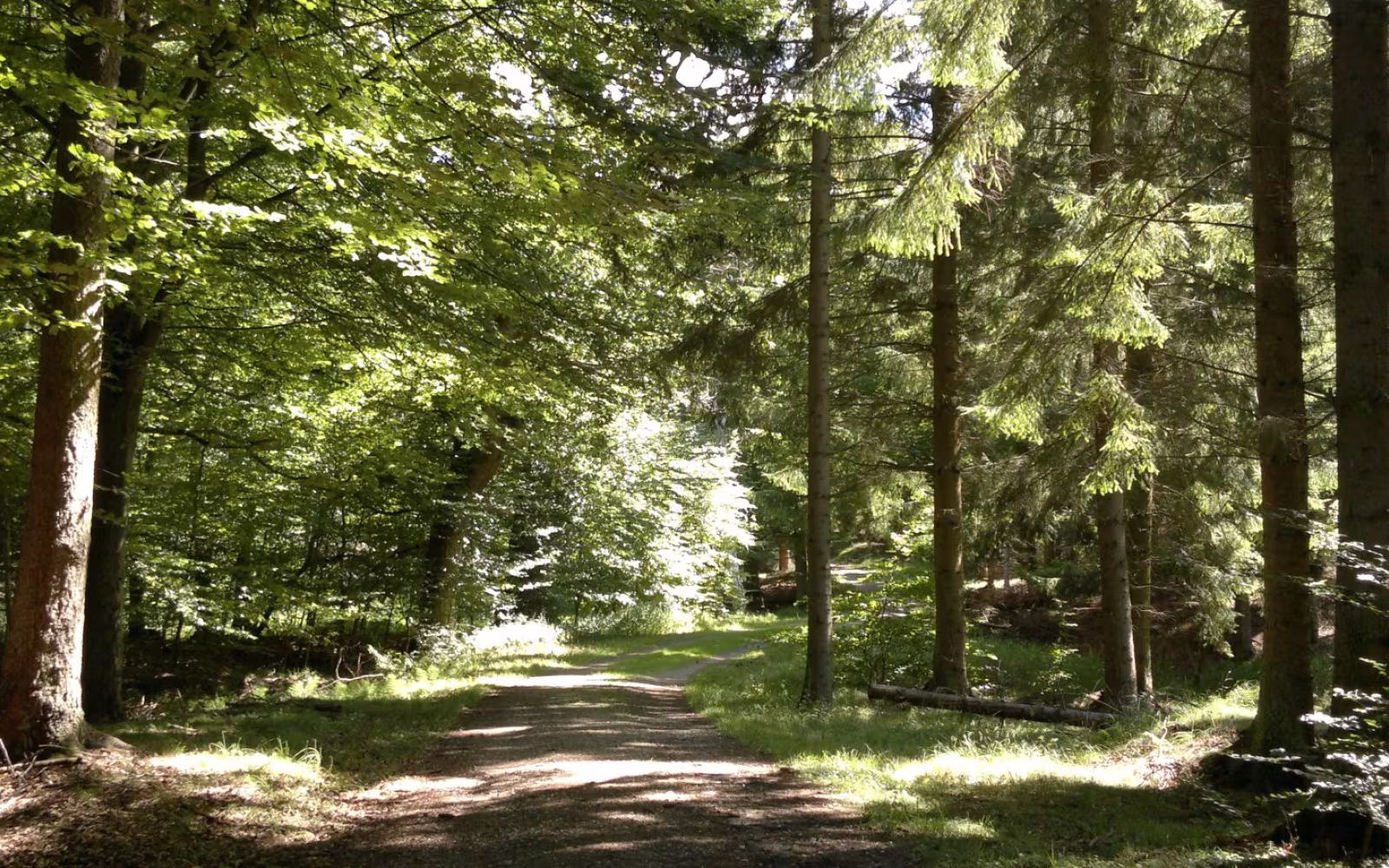 MTB-ruten i Teglstrup Hegn