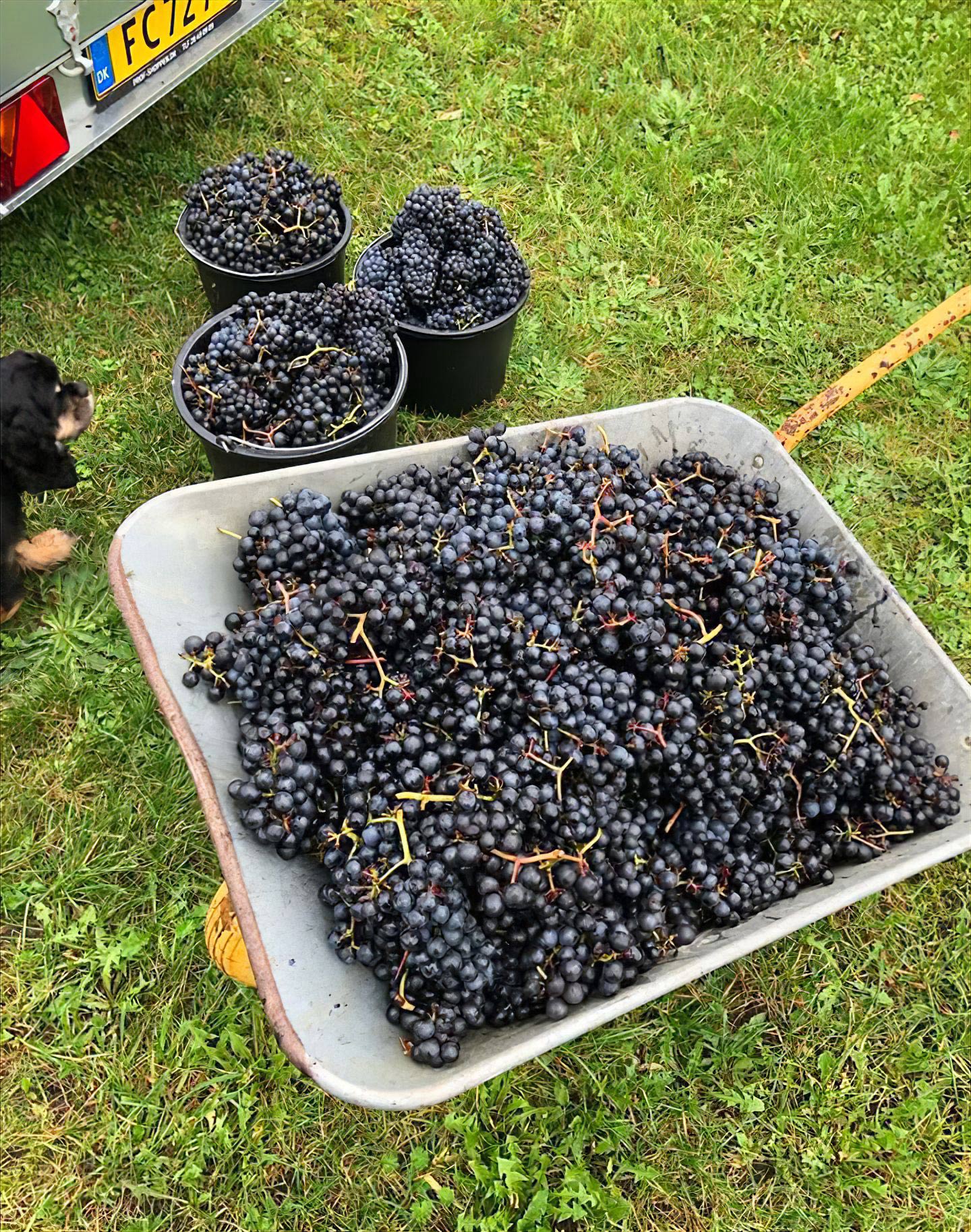 Vinmark udlejes – du laver vinen