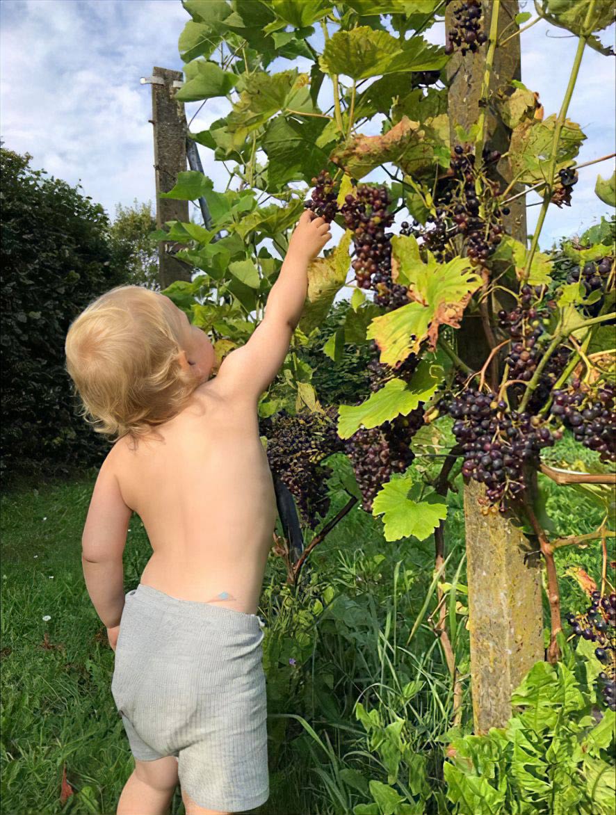 Vinmark udlejes – du laver vinen