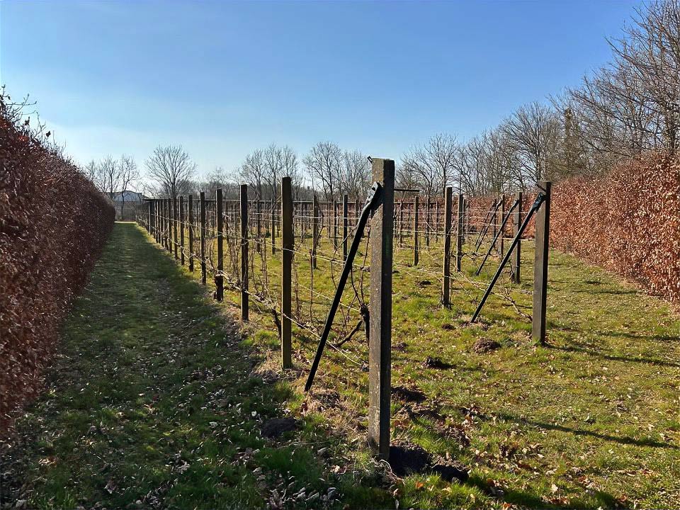 Vinmark udlejes – du laver vinen