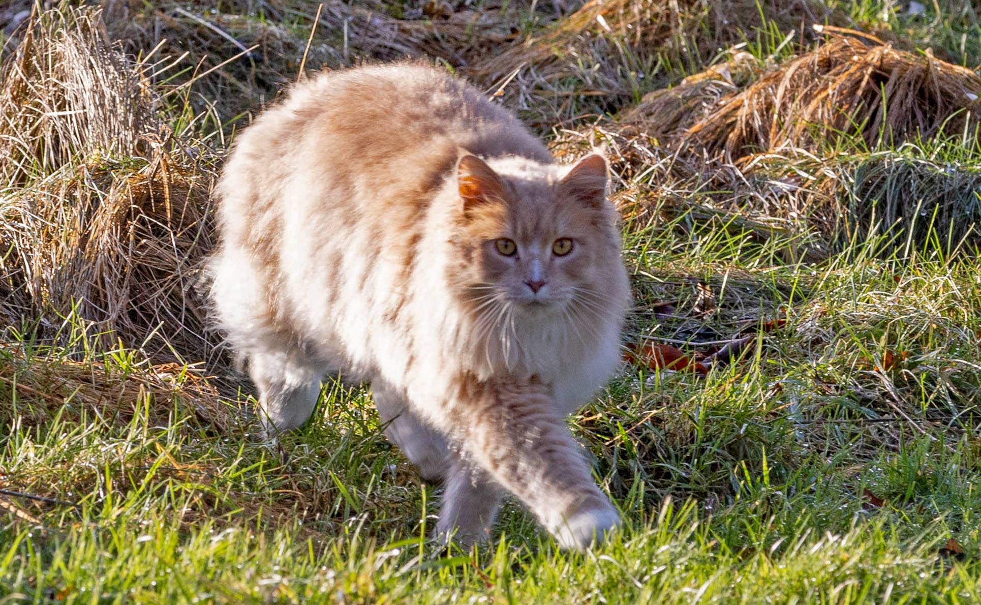 Rød kat søger hjem
