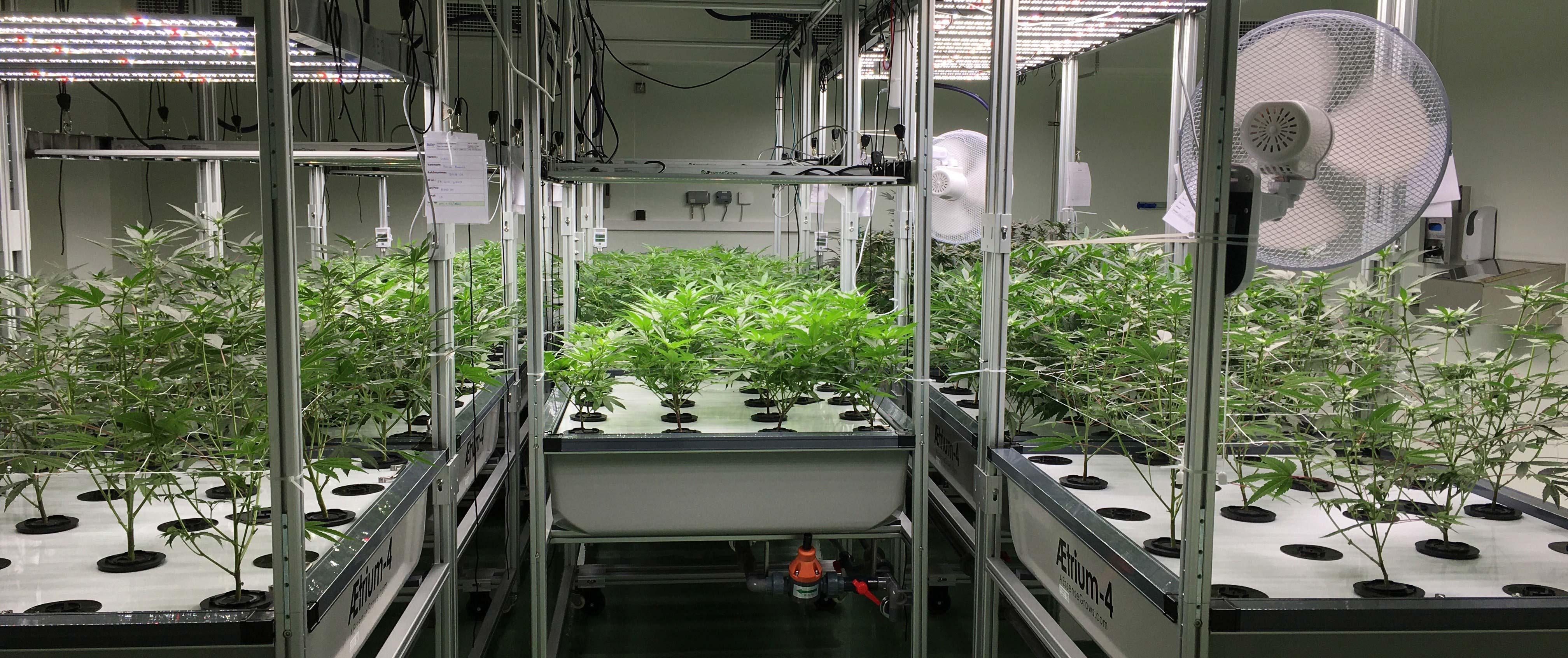 Morten Martinsen, COO hos DanCann Pharma, tjekker kvaliteten af en af de udvalgte cannabisplanter