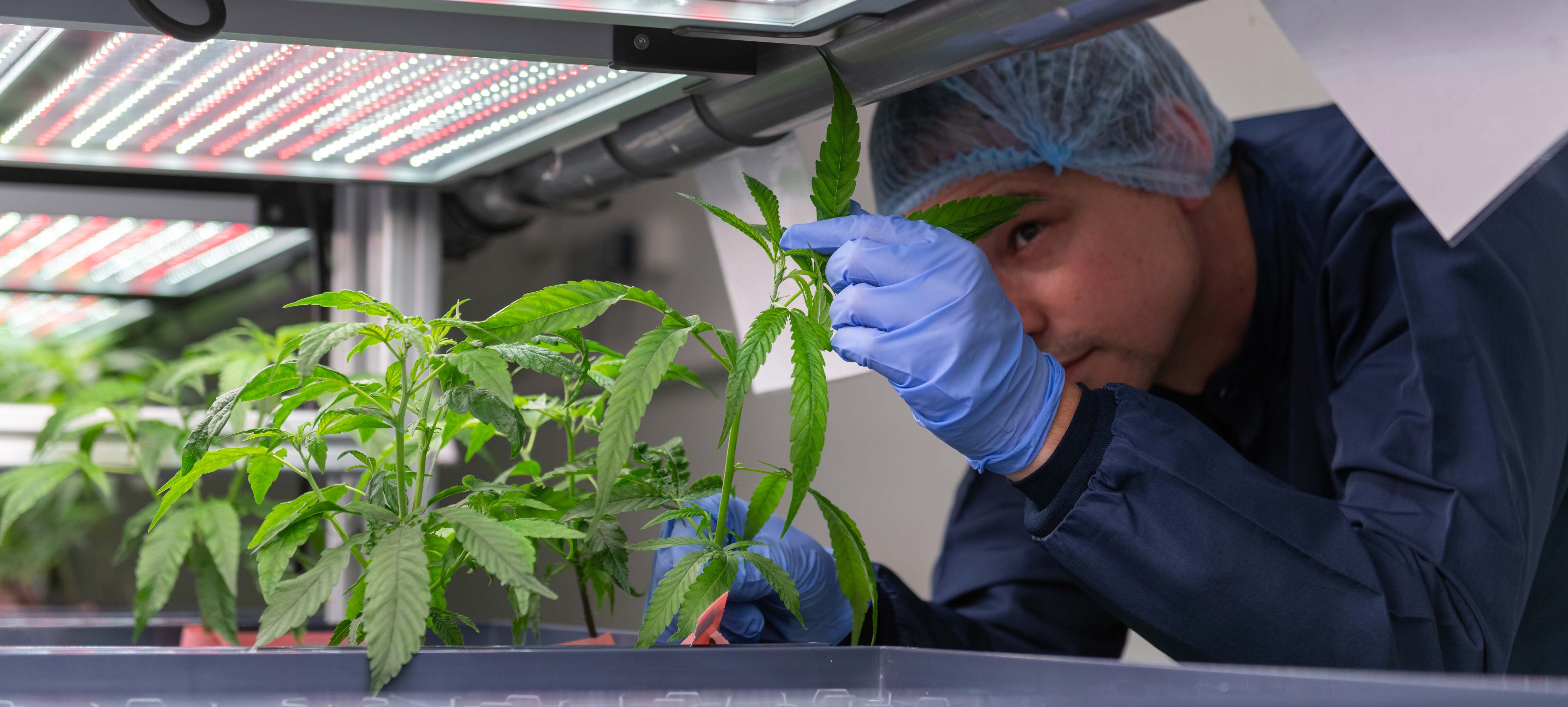 Morten Martinsen, COO hos DanCann Pharma, tjekker kvaliteten af en af de udvalgte cannabisplanter