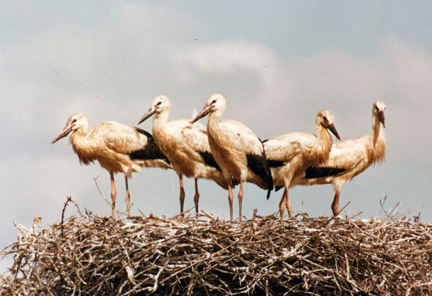 Stork på besøg i Ansager 22. april 2022