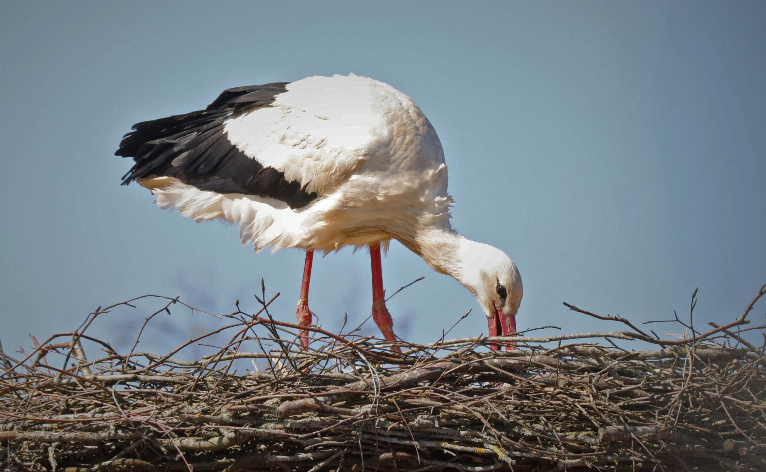 Stork på besøg i Ansager 22. april 2022