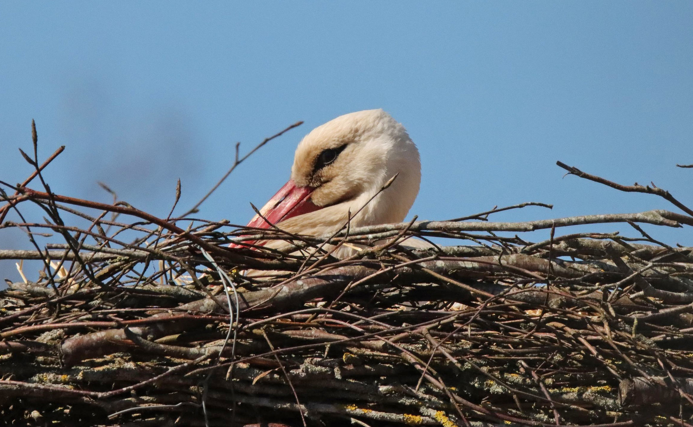 Stork på besøg i Ansager 22. april 2022