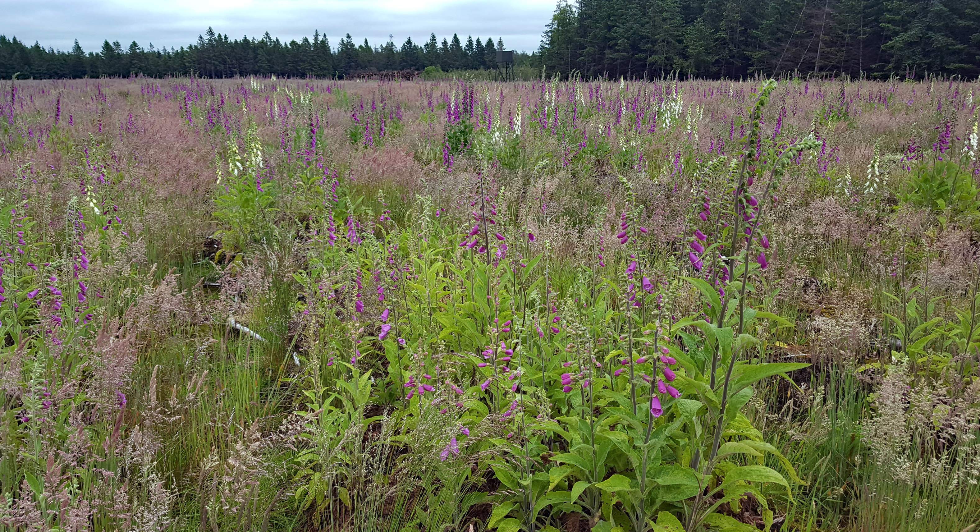 Digitalis står tæt i en rydning i Elbæk Plantage