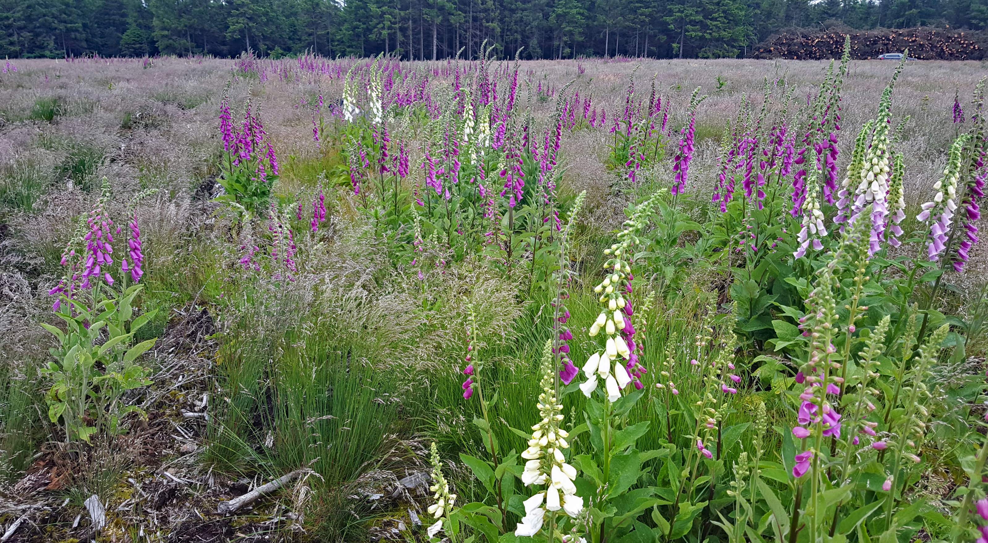 Digitalis står tæt i en rydning i Elbæk Plantage