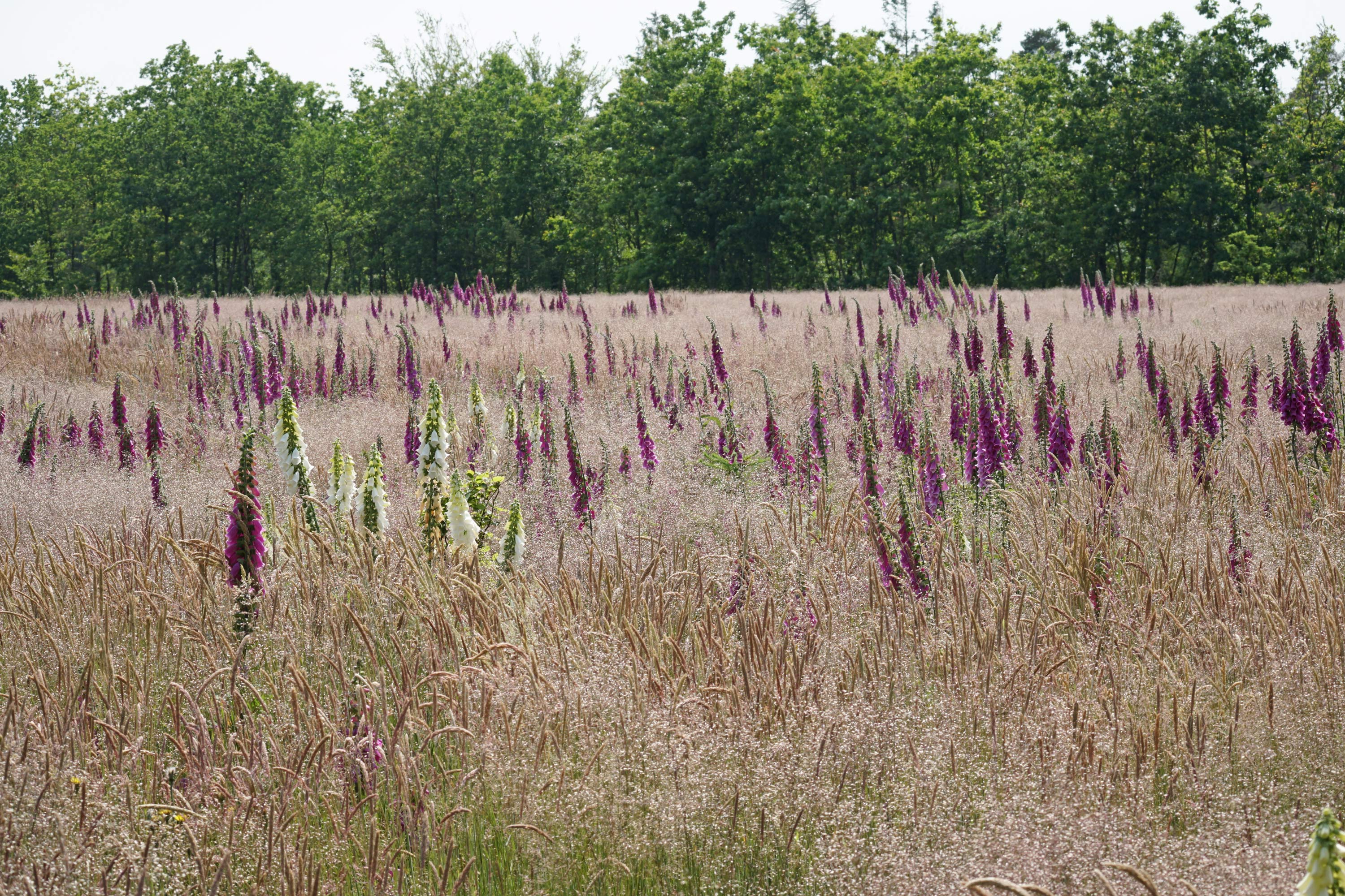 Digitalis står tæt i en rydning i Elbæk Plantage