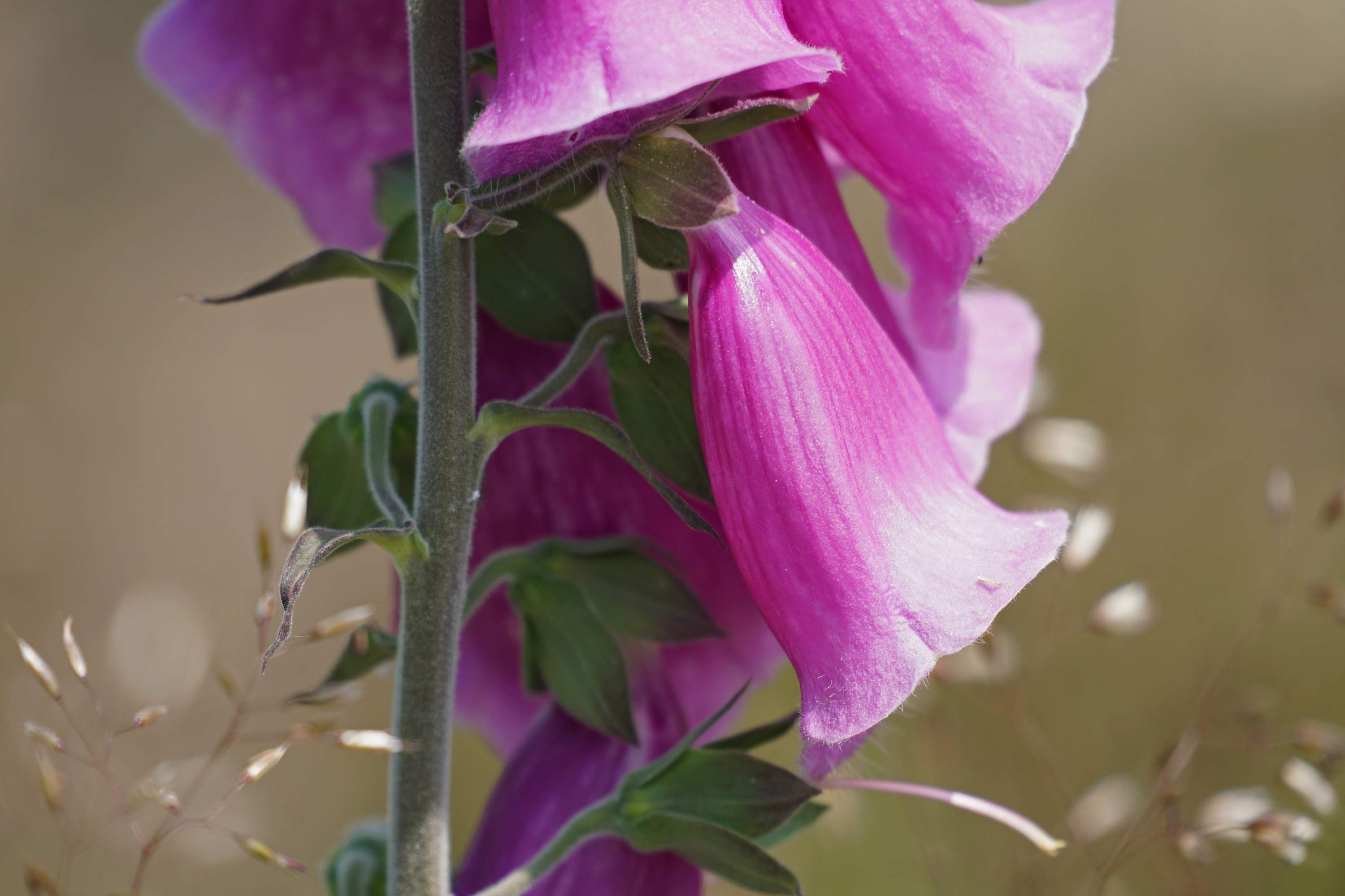 Digitalis står tæt i en rydning i Elbæk Plantage