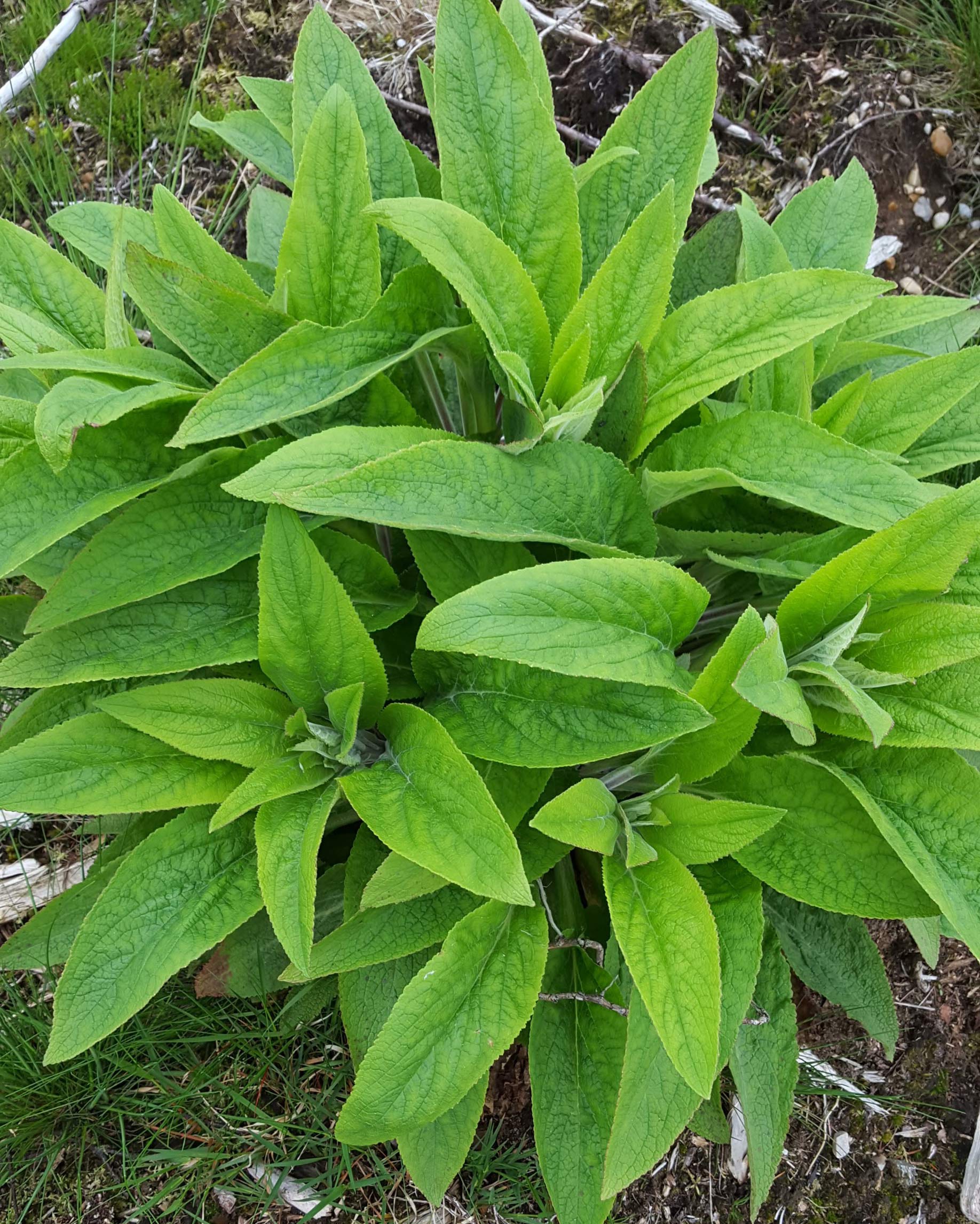 Digitalis står tæt i en rydning i Elbæk Plantage