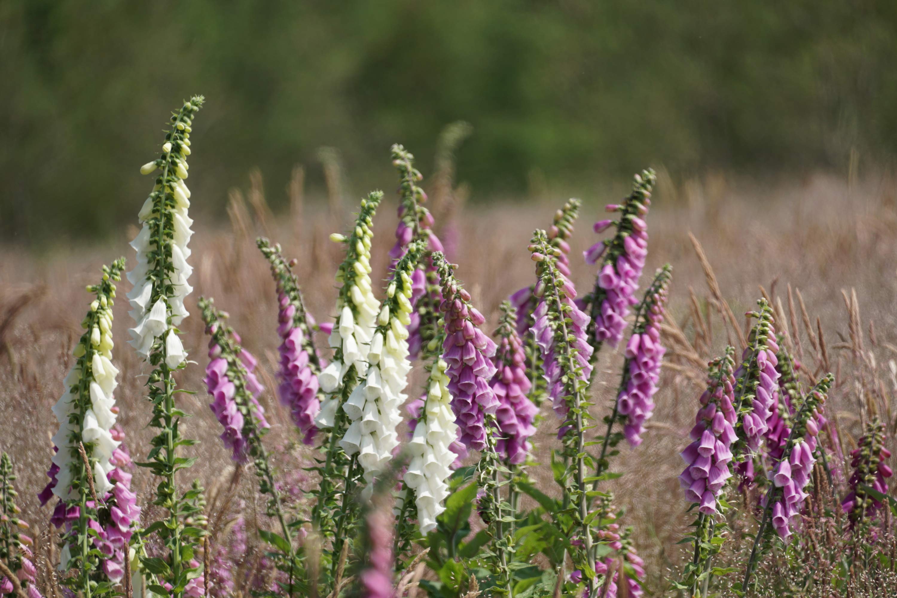 Digitalis står tæt i en rydning i Elbæk Plantage