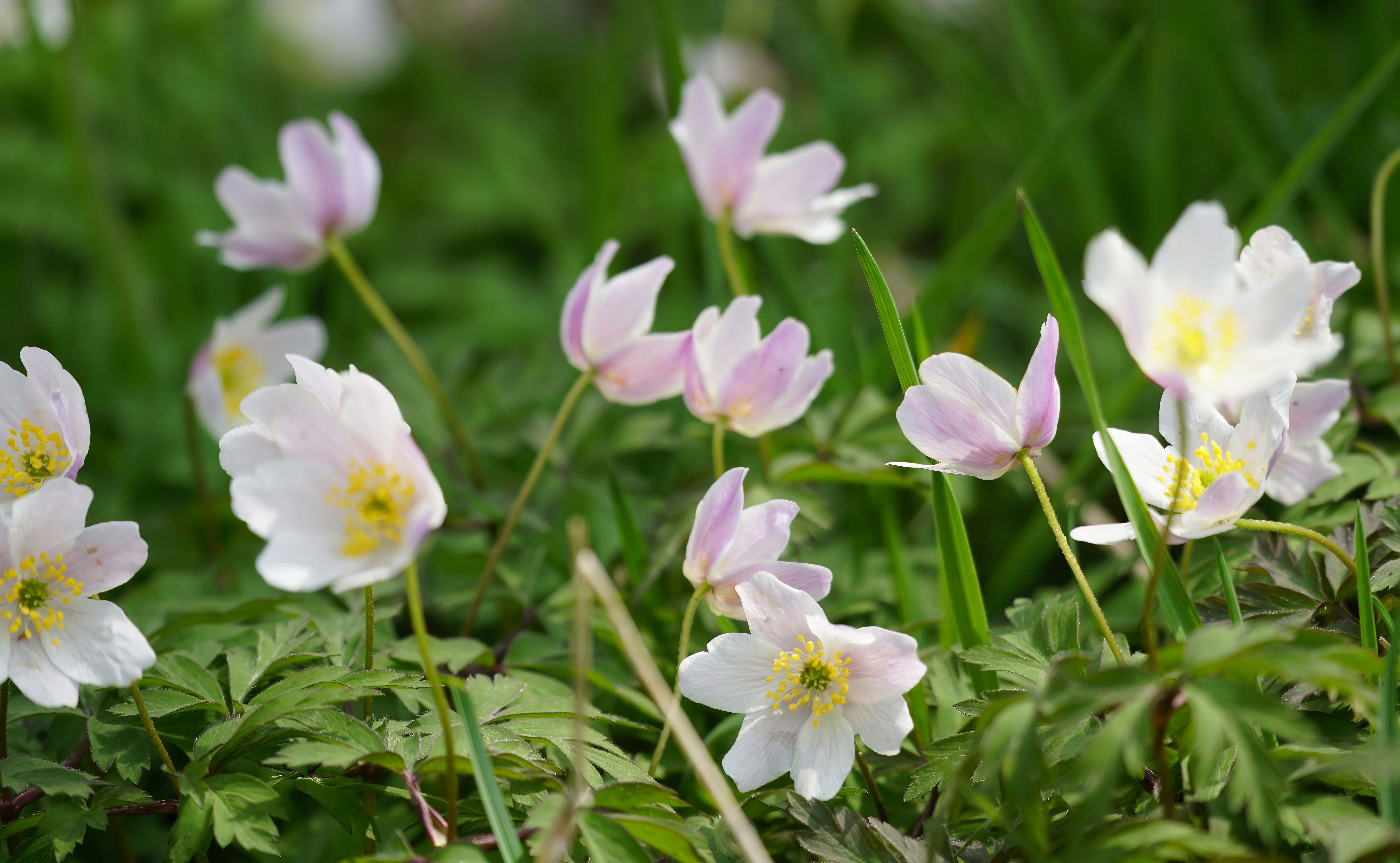 De første anemoner er sprunget ud nu i Ansager