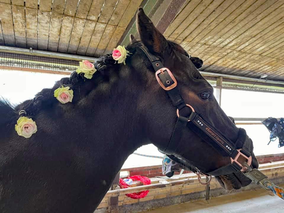 Ponyhygge i Rideklubben Ansager