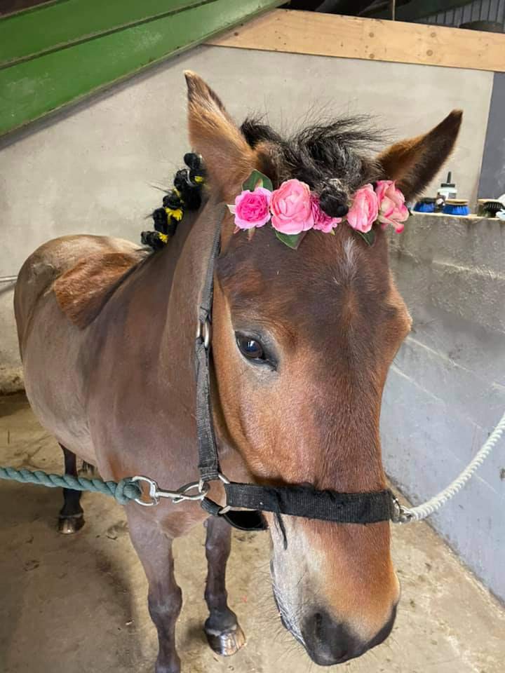 Ponyhygge i Rideklubben Ansager
