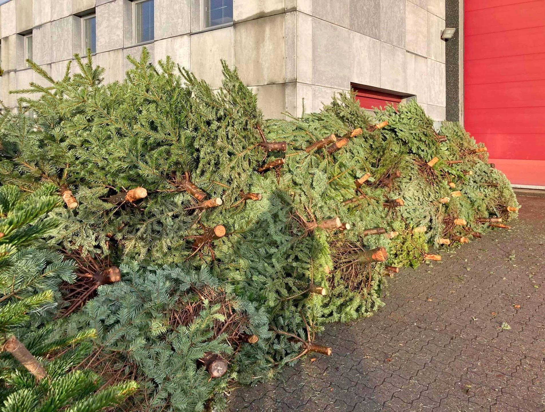 Juletræsindsamling i Skovlund og Ansager