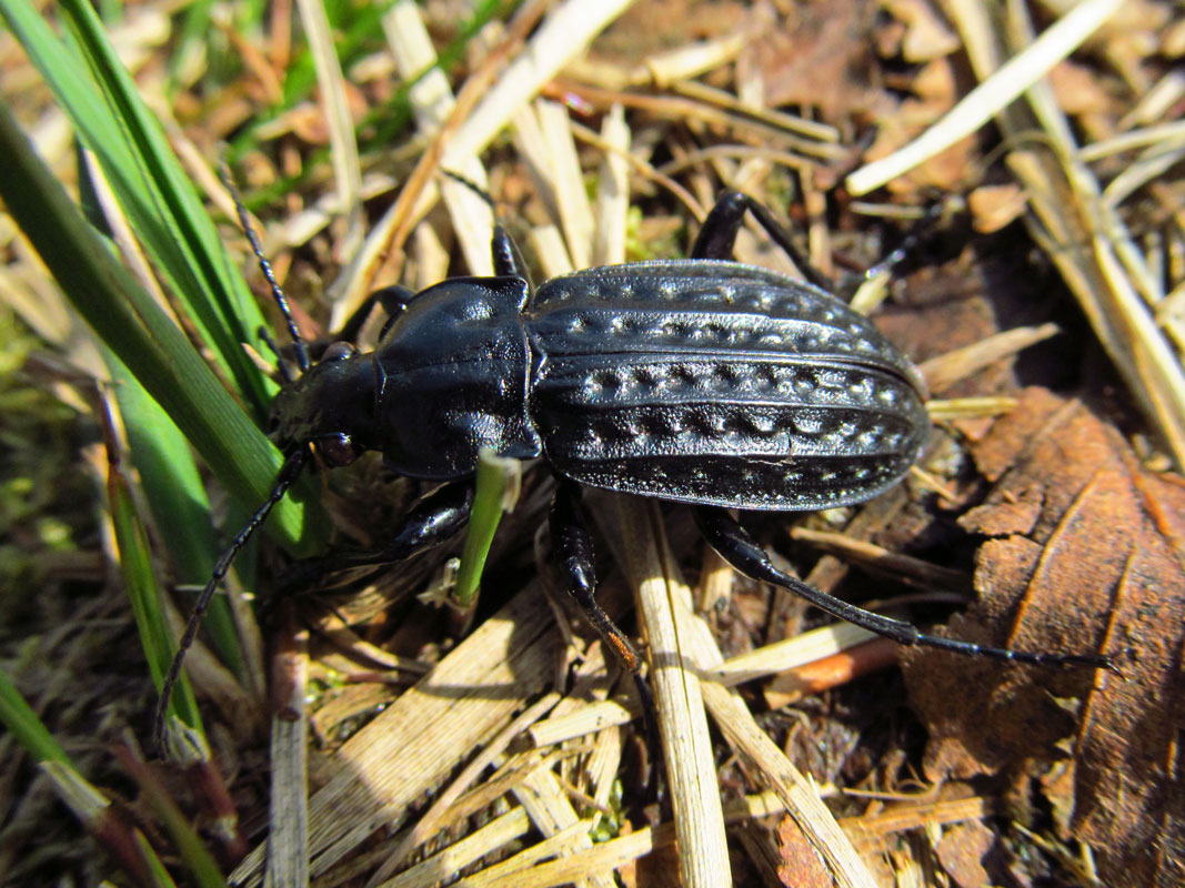 Dyndløber eller Carabus clathratus