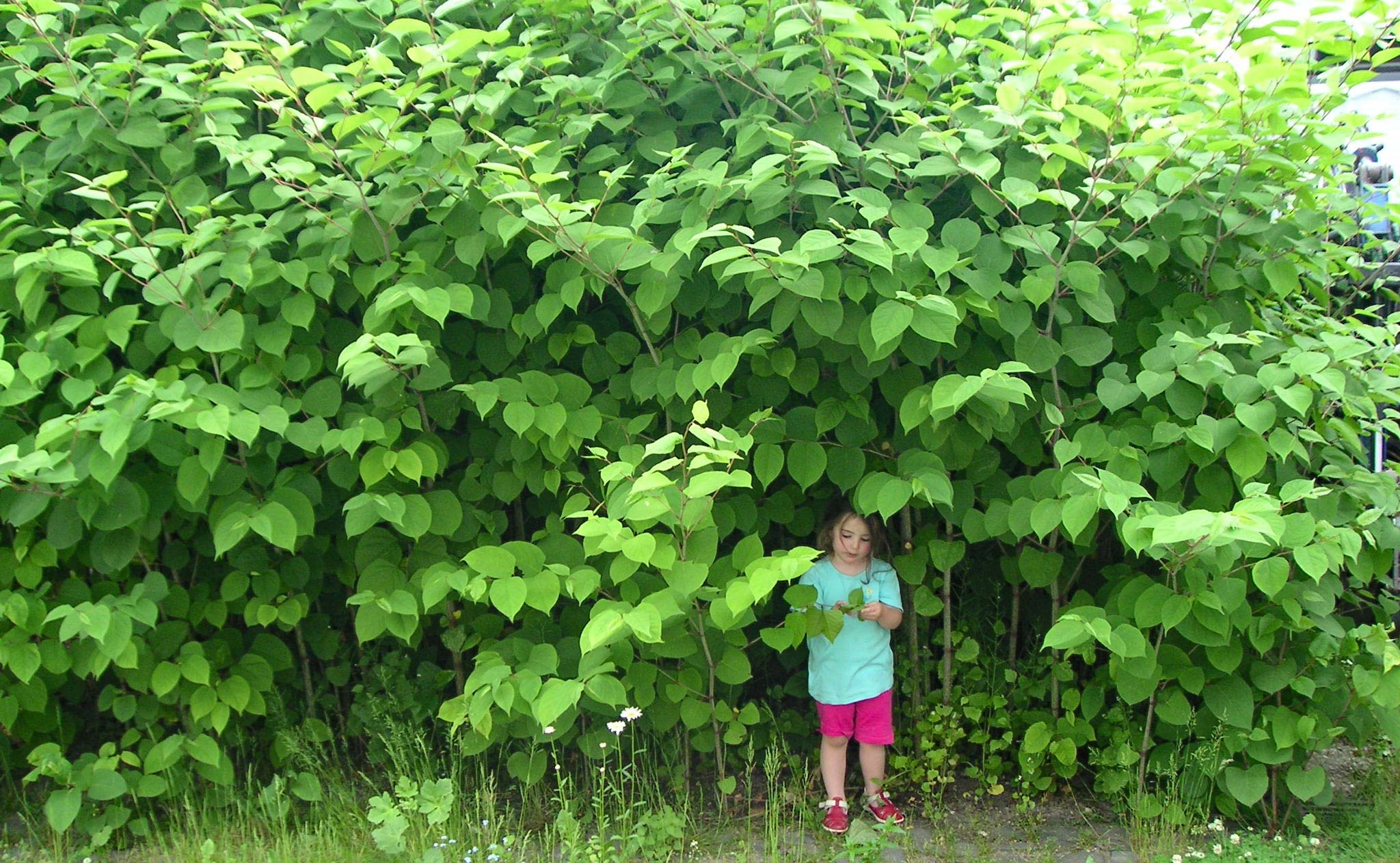 Japansk Pileurt (Fallopia japonica) pigen er ca 90 cm høj