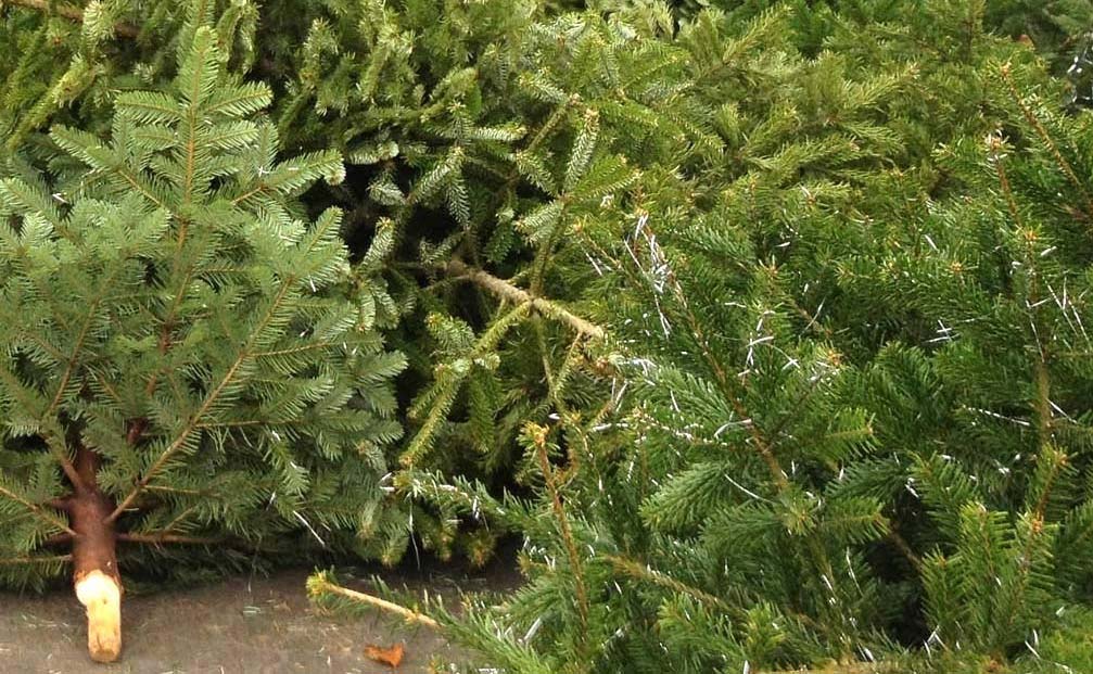 SIF Ansager Håndbold indsamlede 260 brugte juletræer