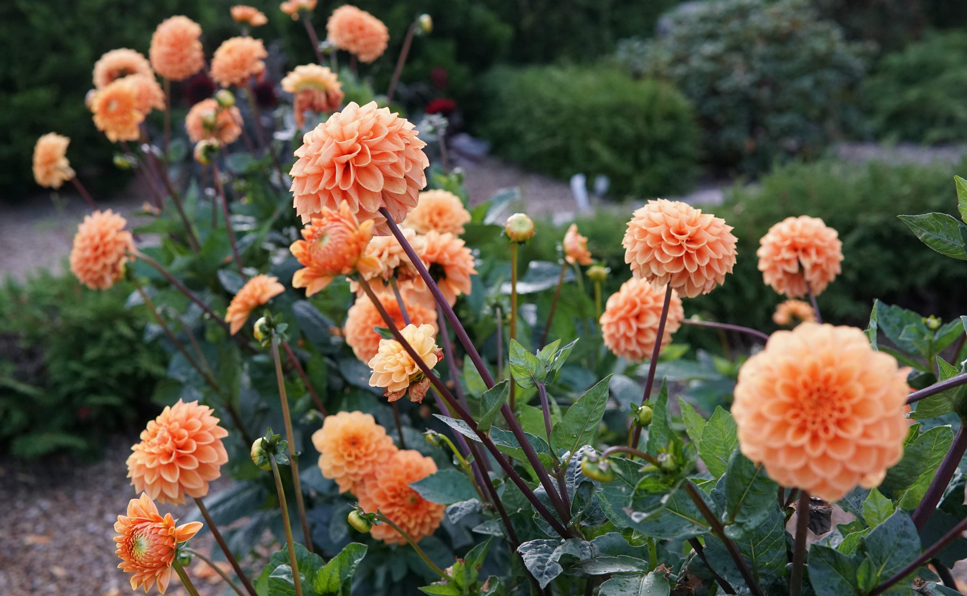 Georginerne blomstrer på Skovlund kirkegård