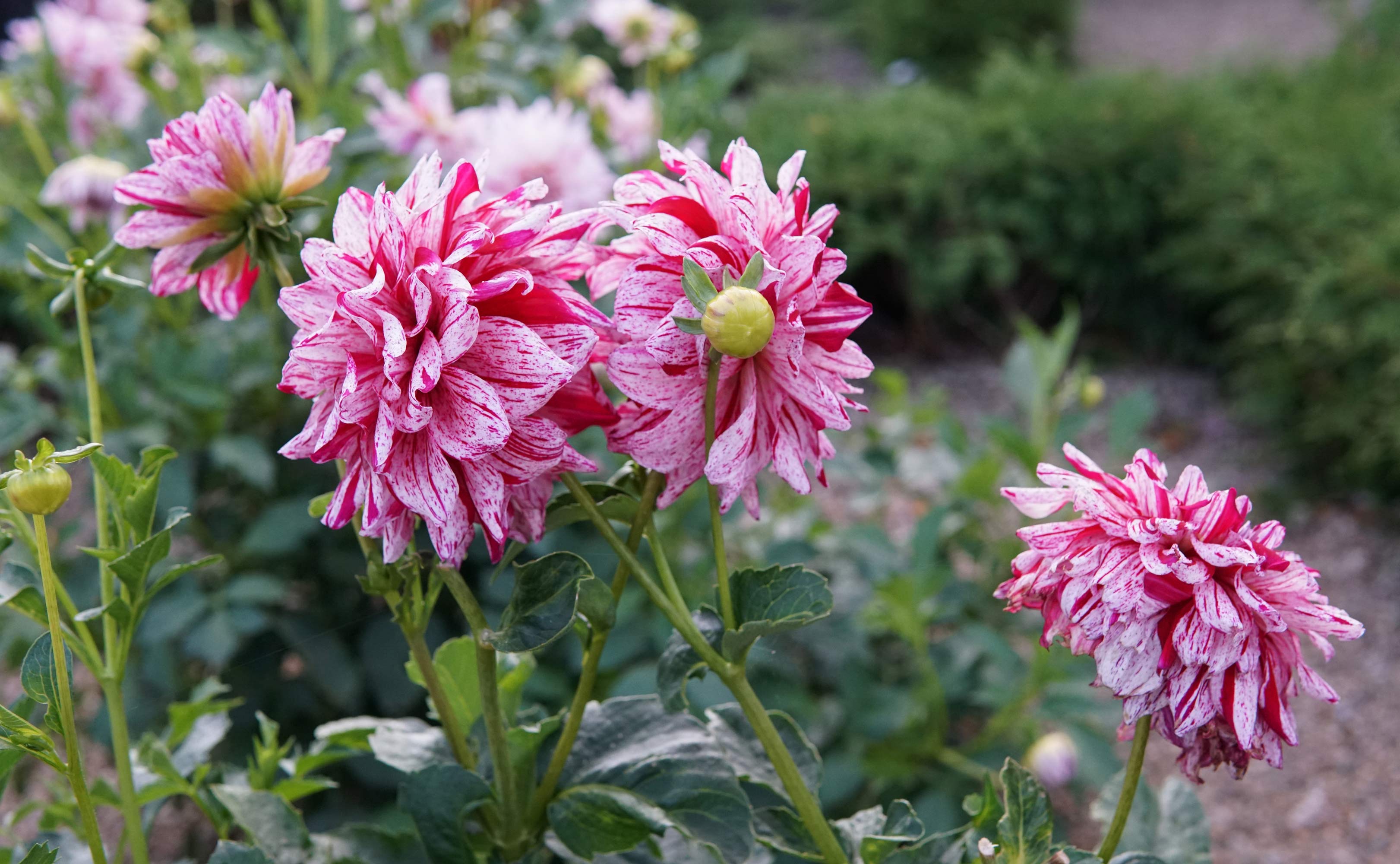 Georginerne blomstrer på Skovlund kirkegård