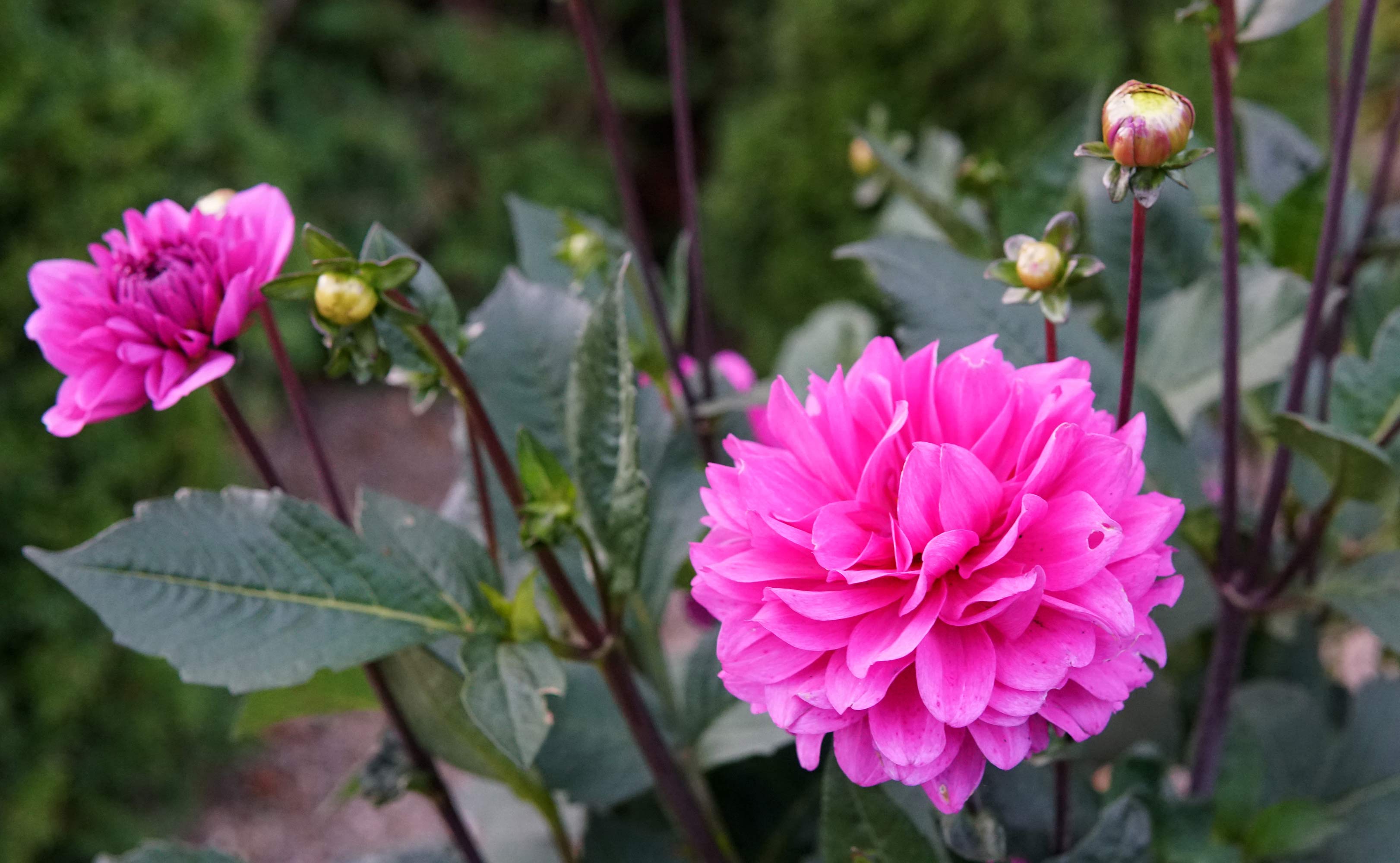 Georginerne blomstrer på Skovlund kirkegård