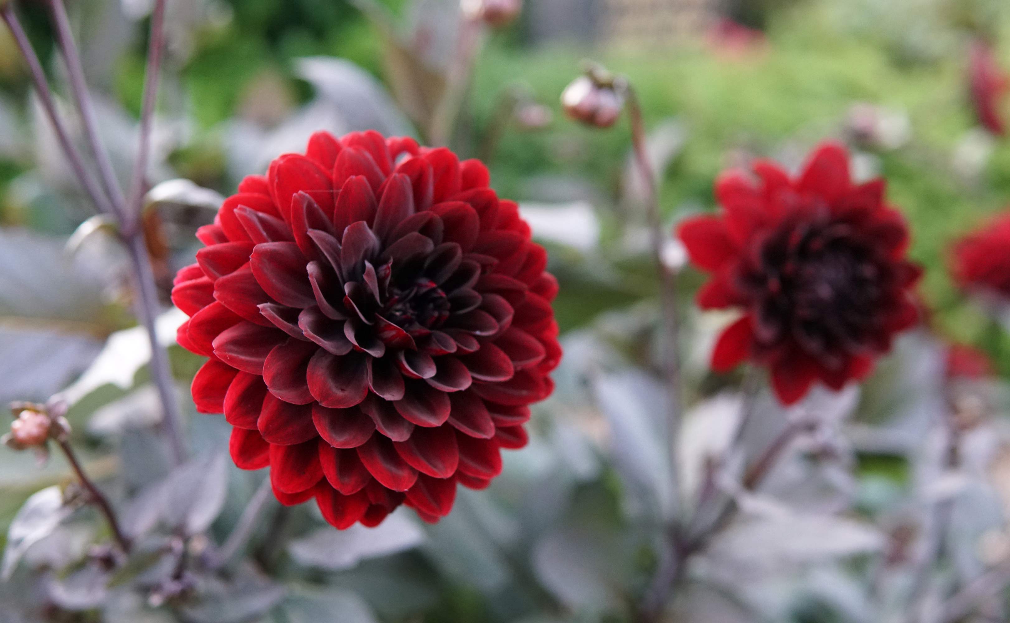 Georginerne blomstrer på Skovlund kirkegård