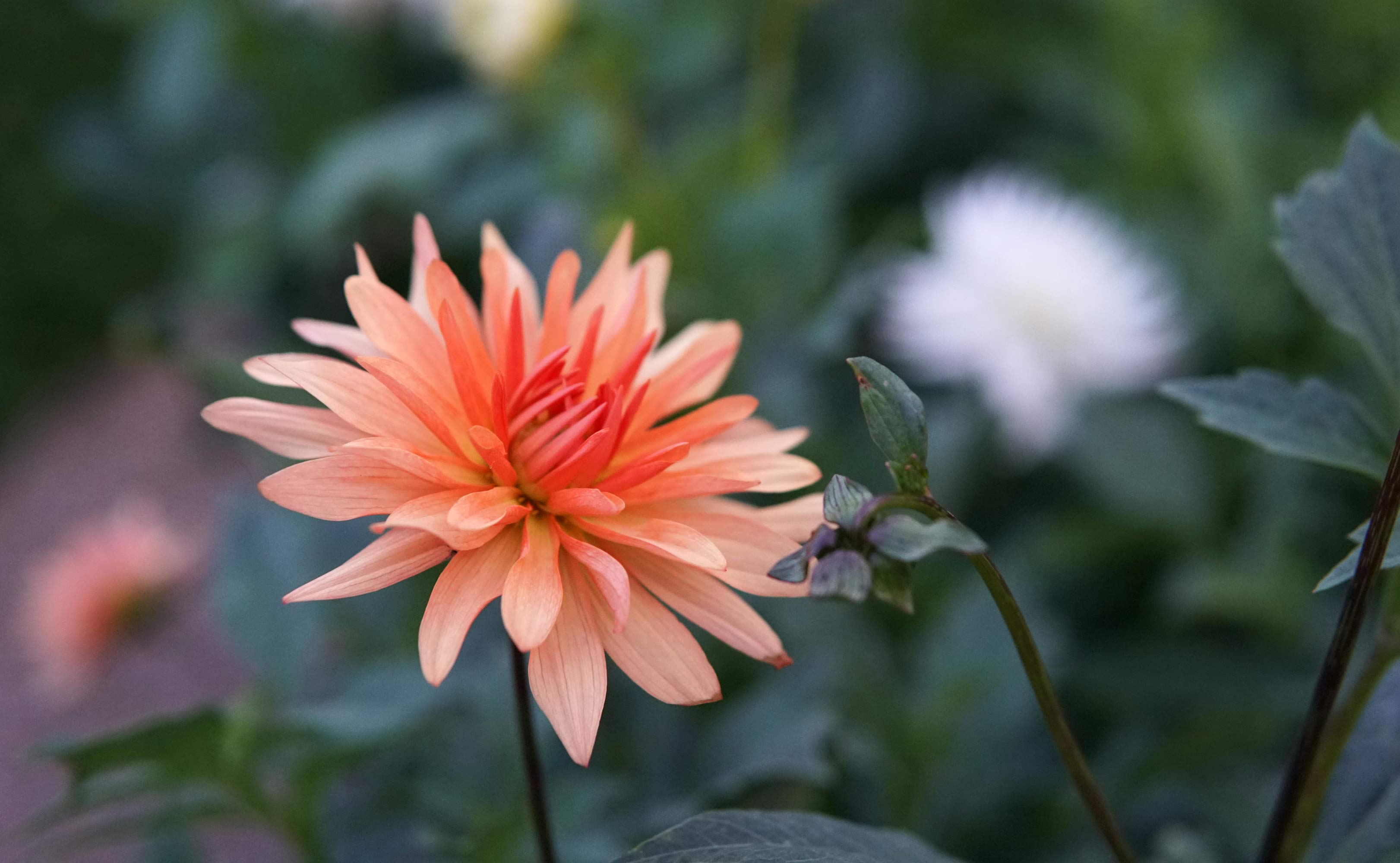 Georginerne blomstrer på Skovlund kirkegård