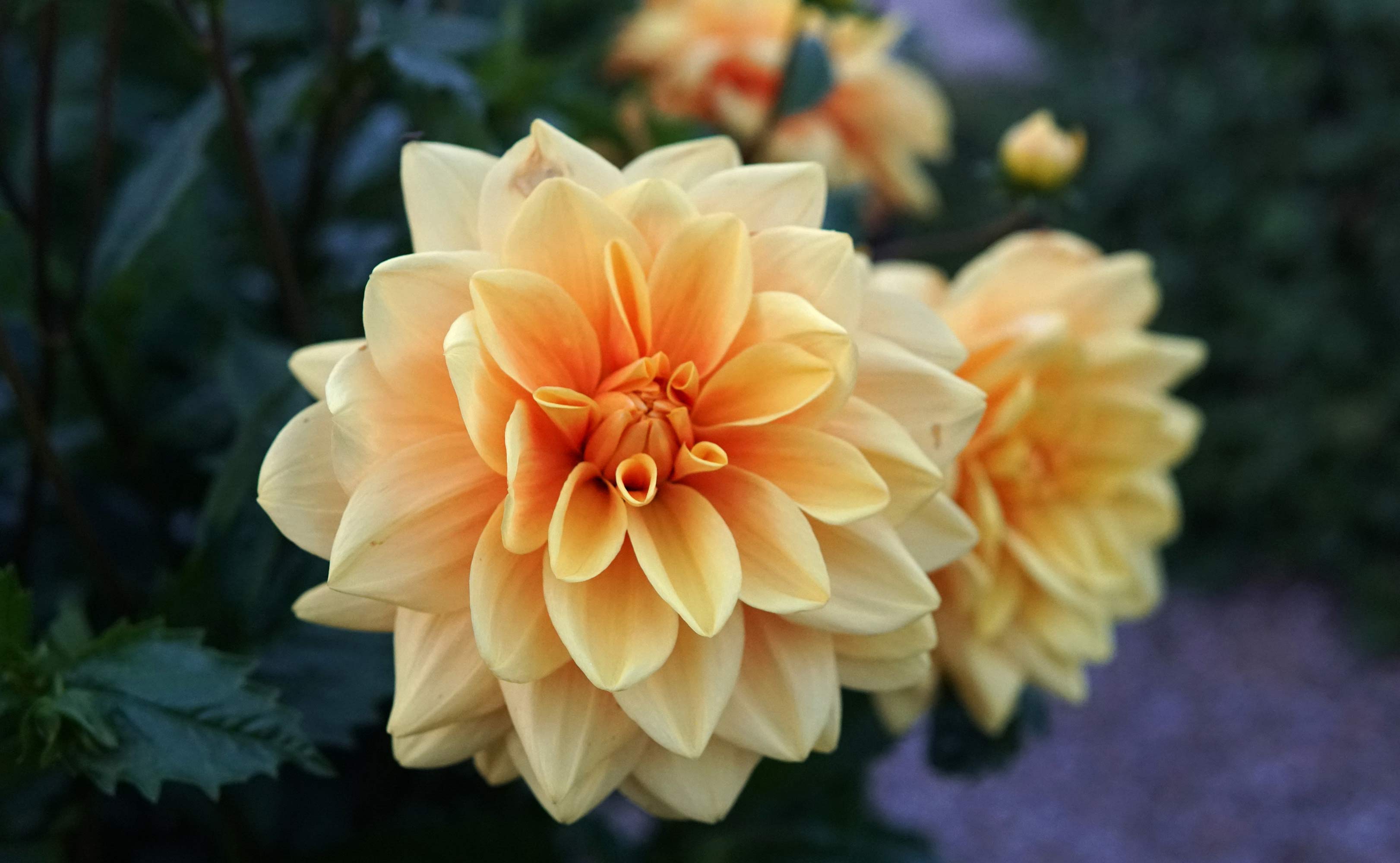 Georginerne blomstrer på Skovlund kirkegård
