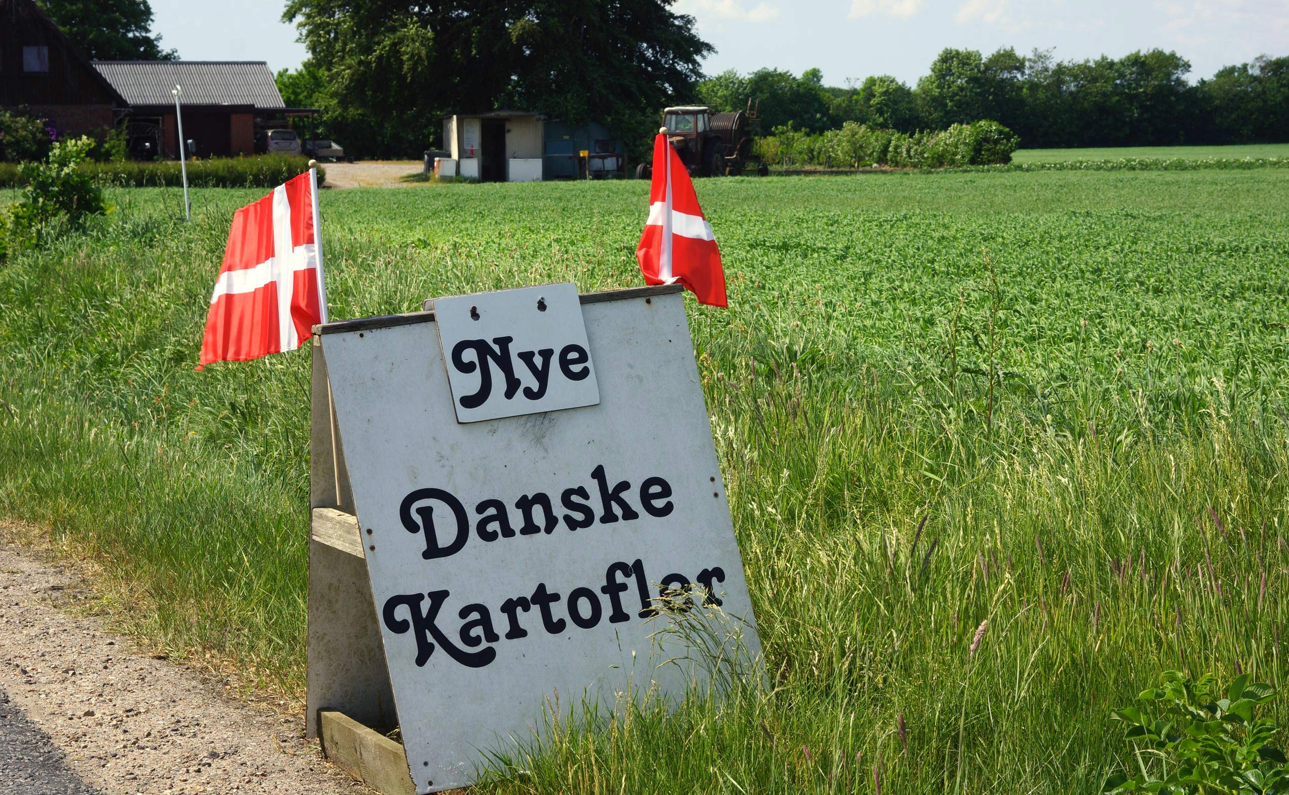 De første nye kartofler