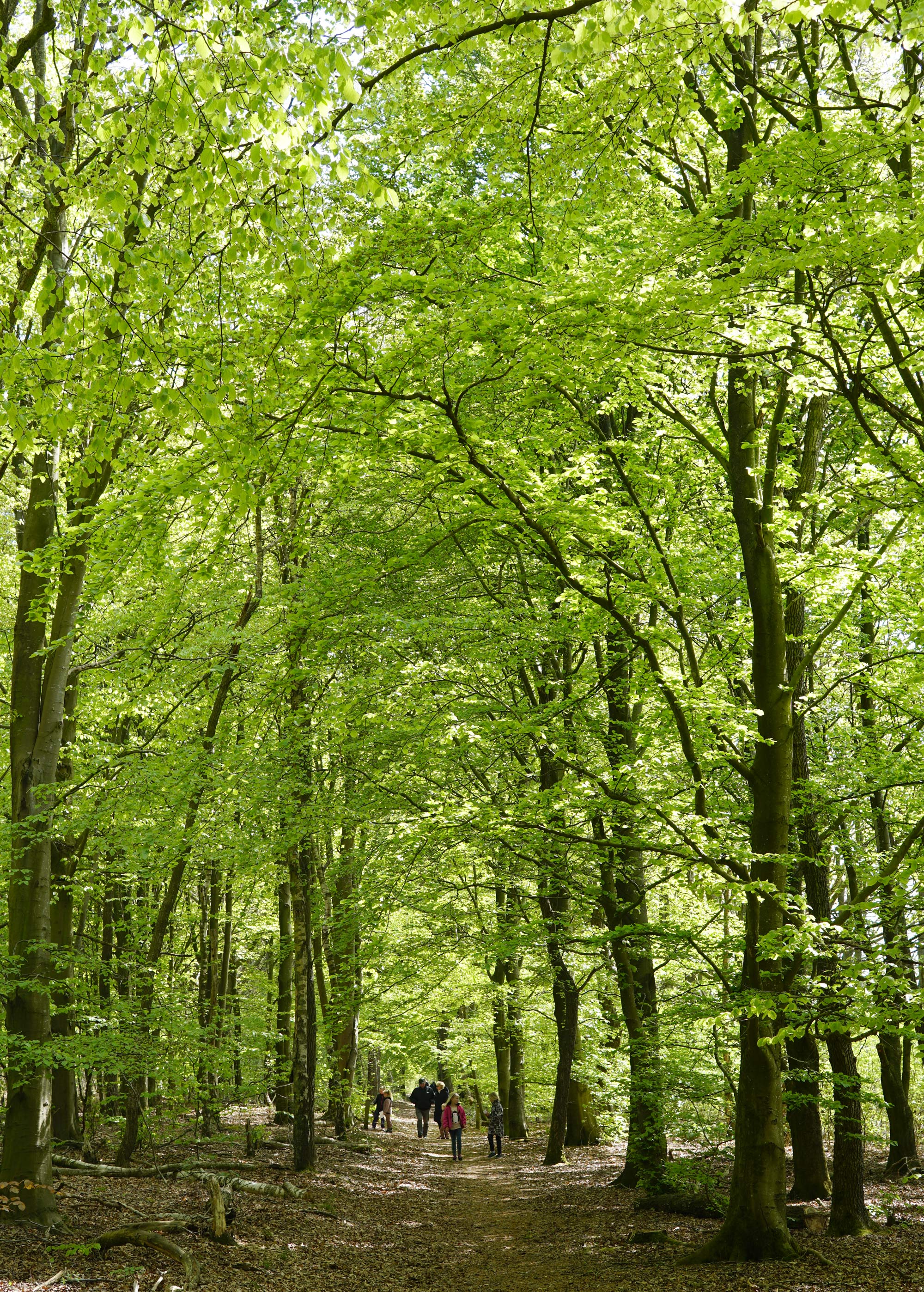 Skovens Dag 2019 i Ansager Kommuneplantage