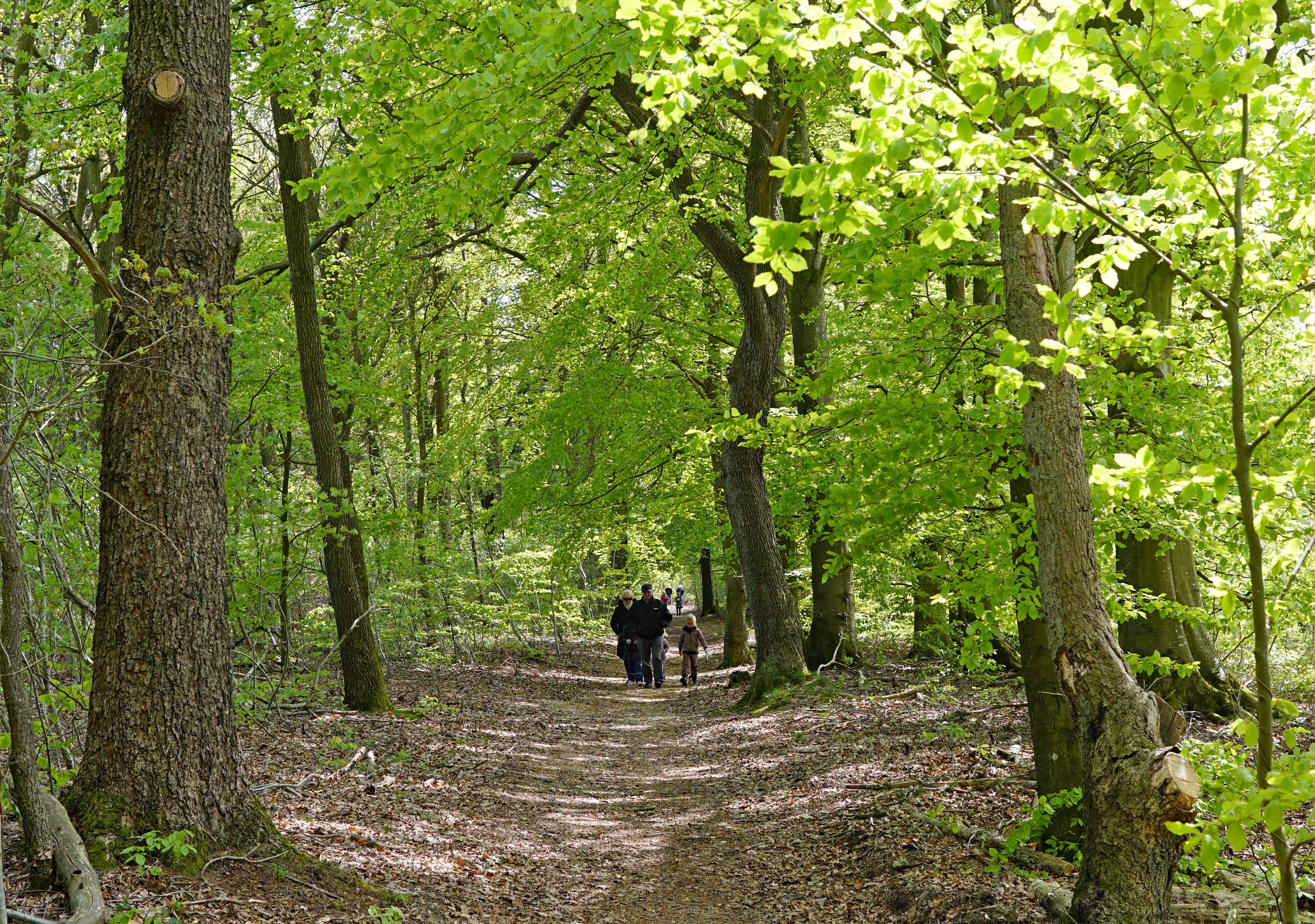 Skovens Dag 2019 i Ansager Kommuneplantage