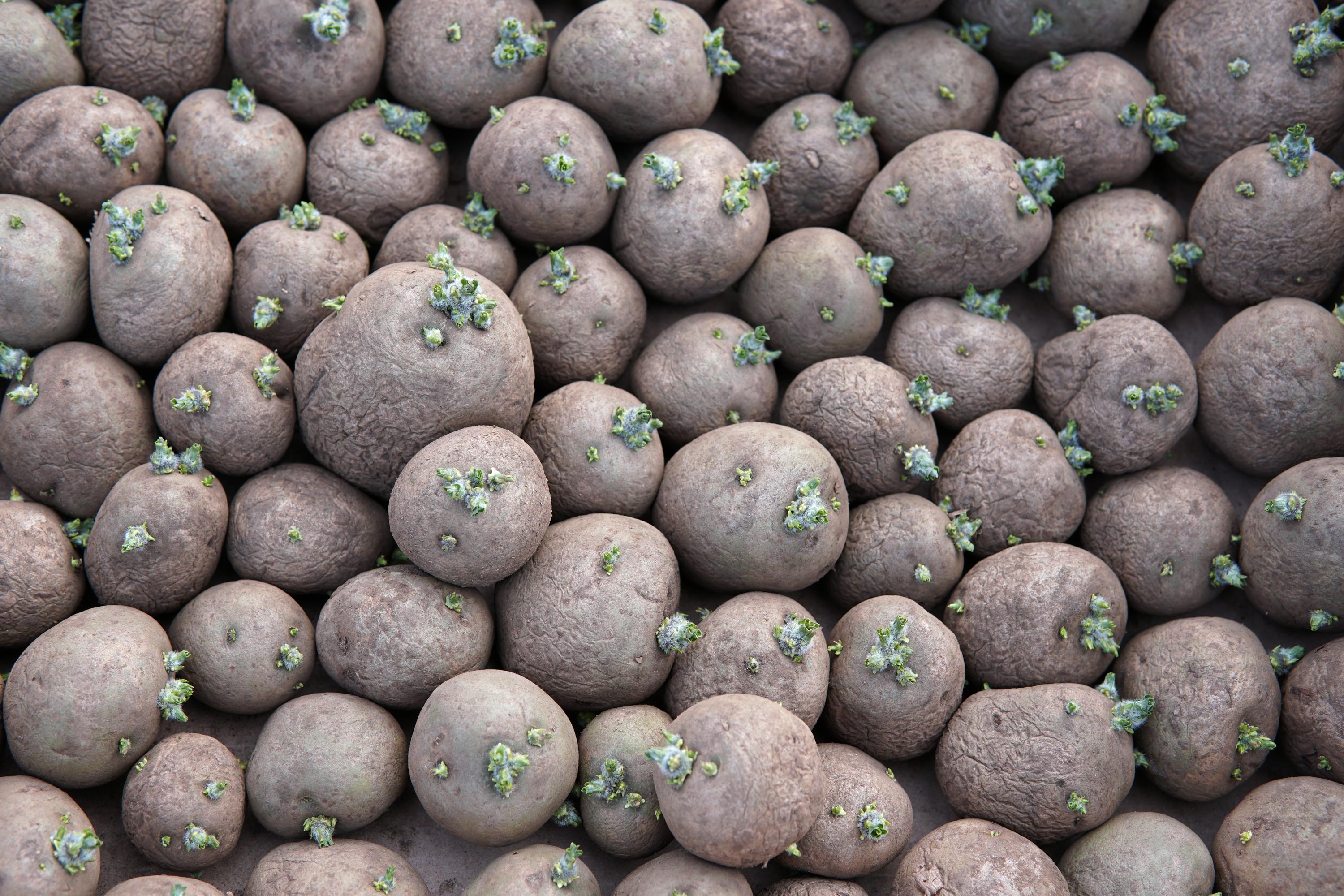 Kartoflerne lægges den 1. marts 2019 hos kartoffelavler Martin Hansen på Grødevej i Ansager