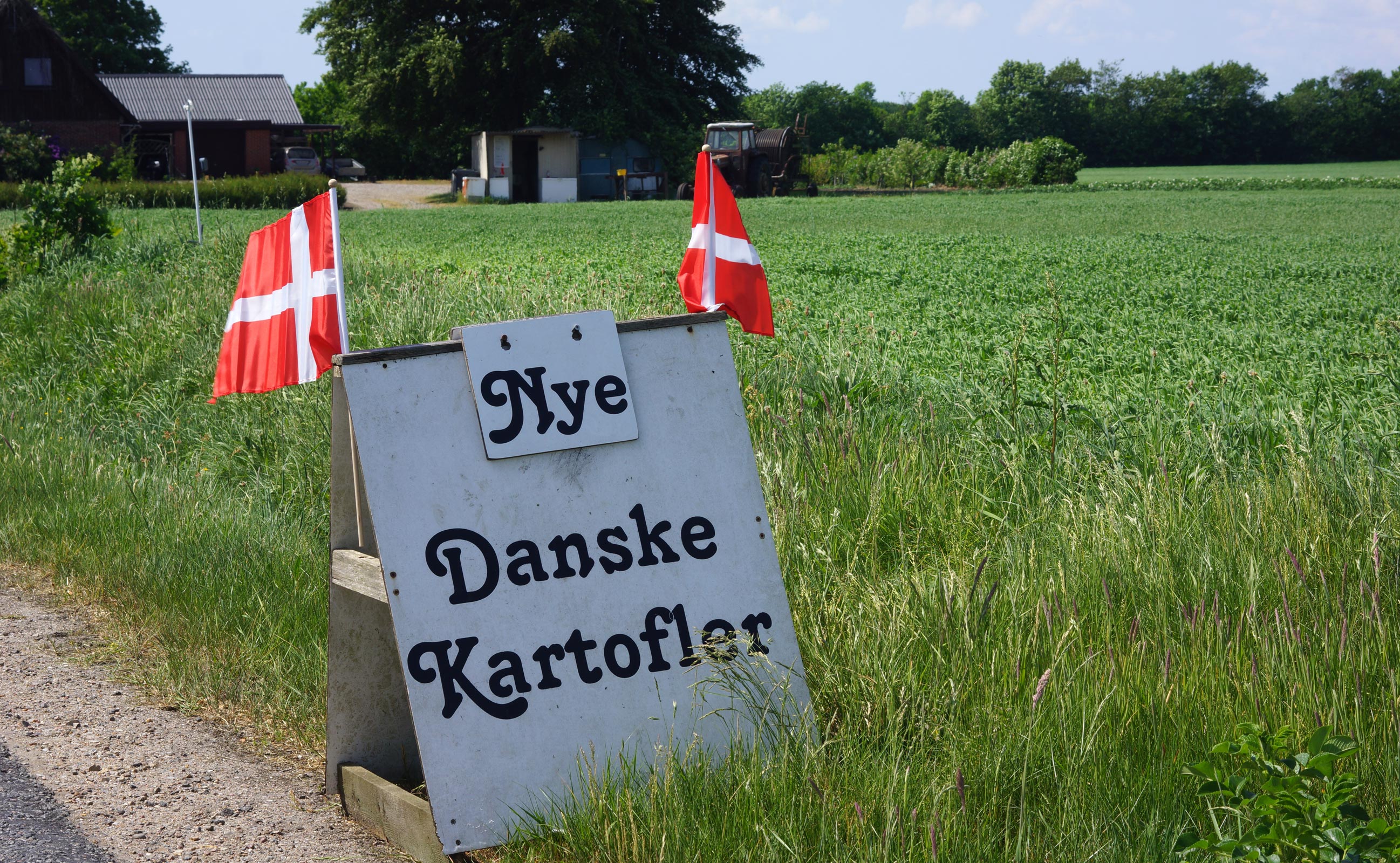 De første nye kartofler