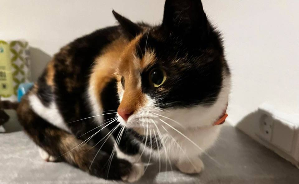 Ejer til denne kat søges