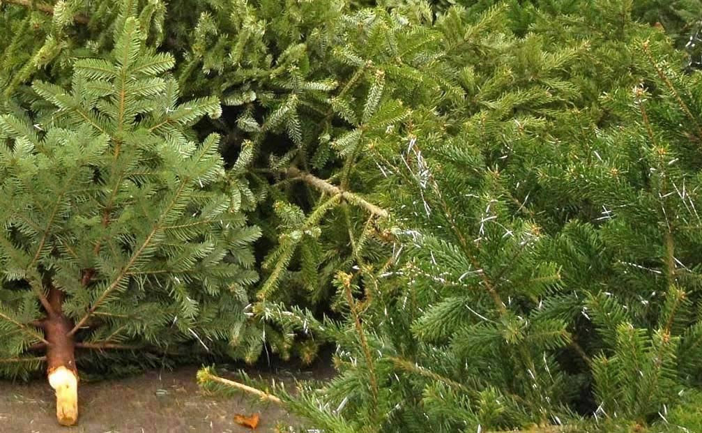 Juletræsindsamling i Ansager og Skovlund