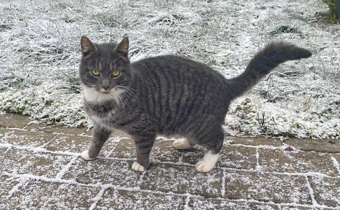 Kælen gråstribet kat i Ansager