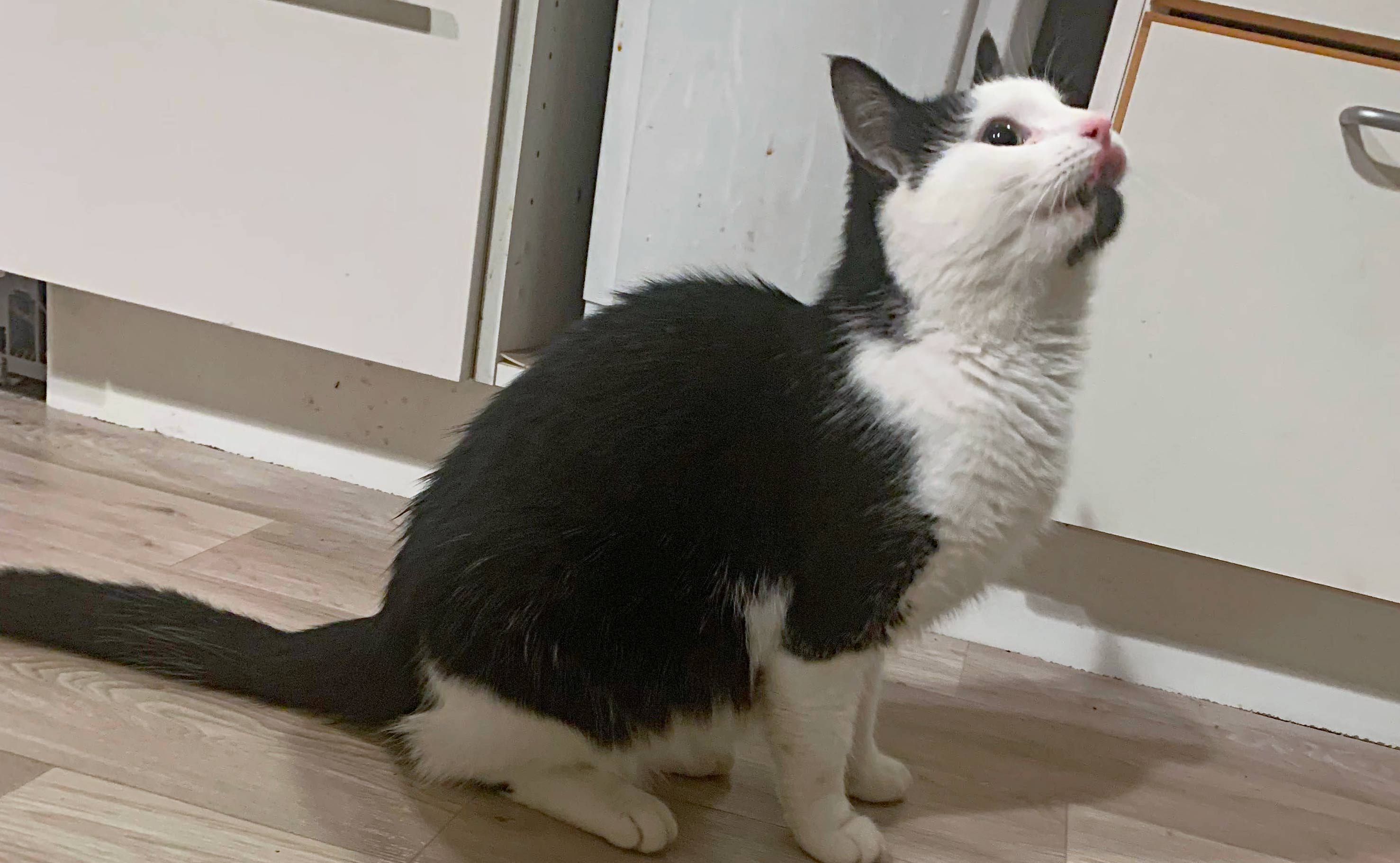 Sort/hvid kat