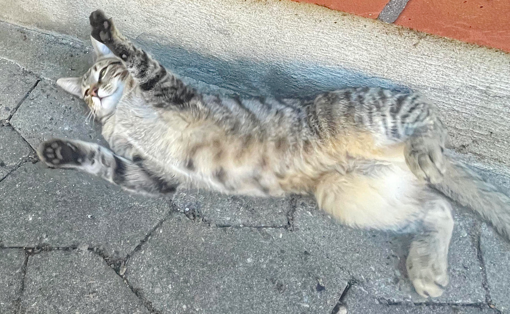 Fundet øremærket kat med chip