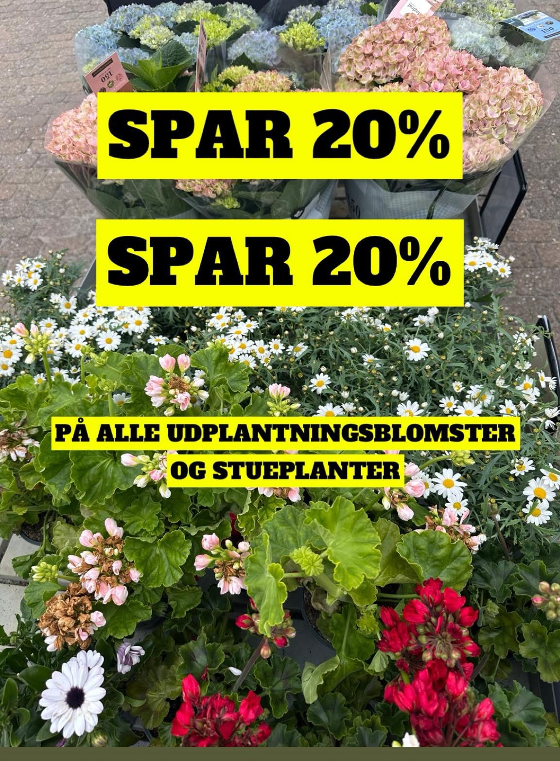 Blomsteruge med 20% rabat