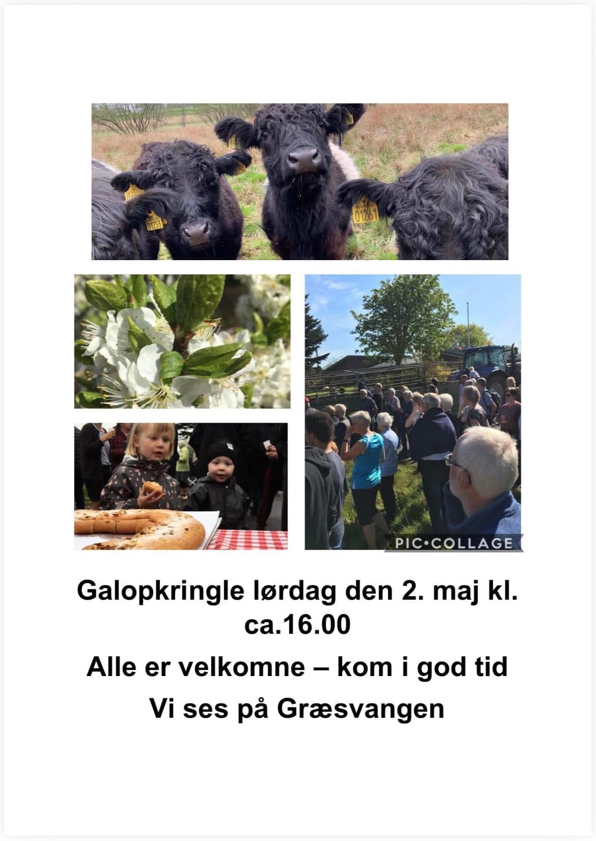 Koklapperlau giver Kringle ved udbinding