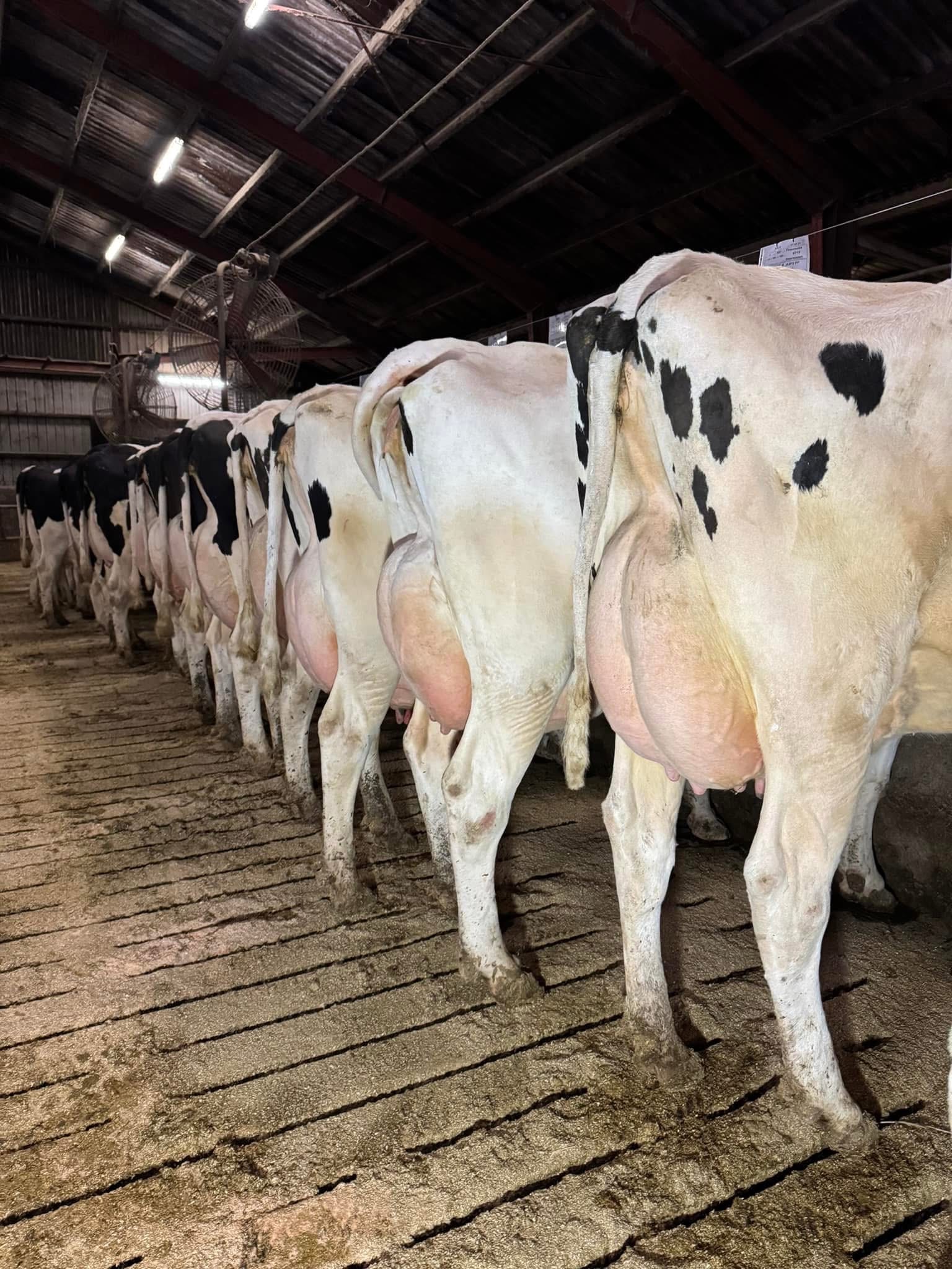 Landboungdom besøgte Stortoft Holstein