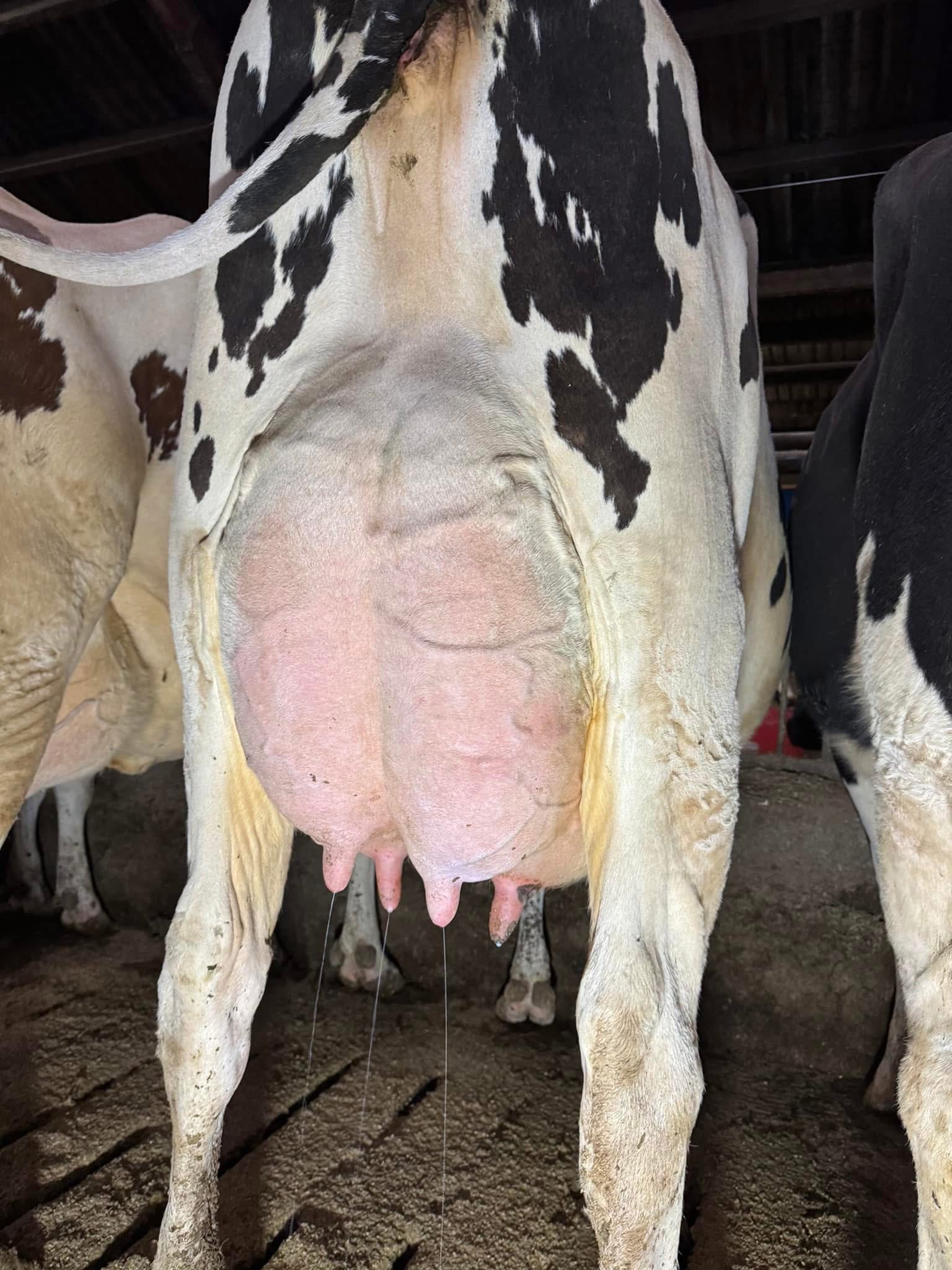 Landboungdom besøgte Stortoft Holstein