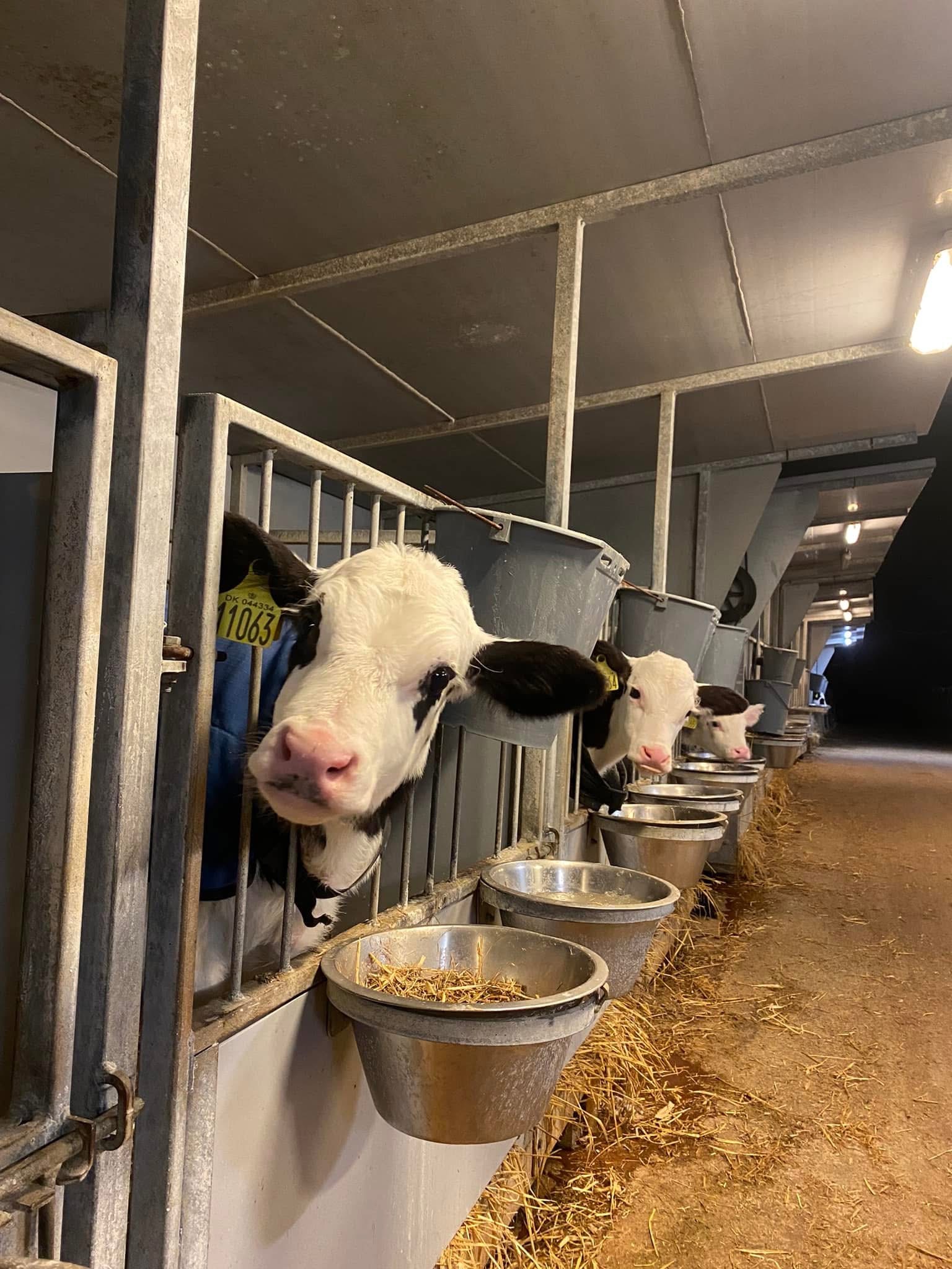 Landboungdom besøgte Stortoft Holstein