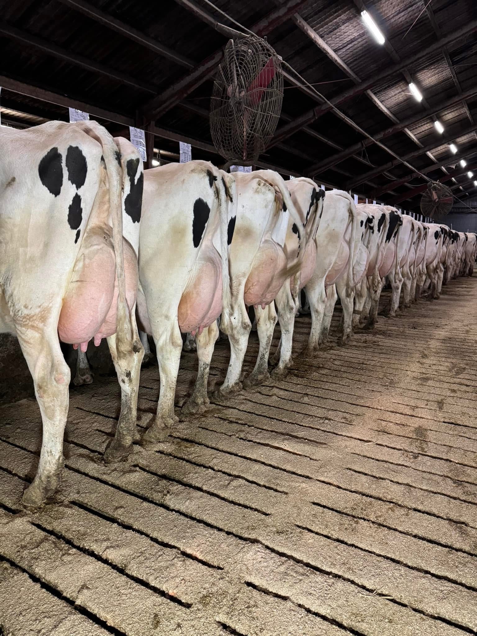 Landboungdom besøgte Stortoft Holstein