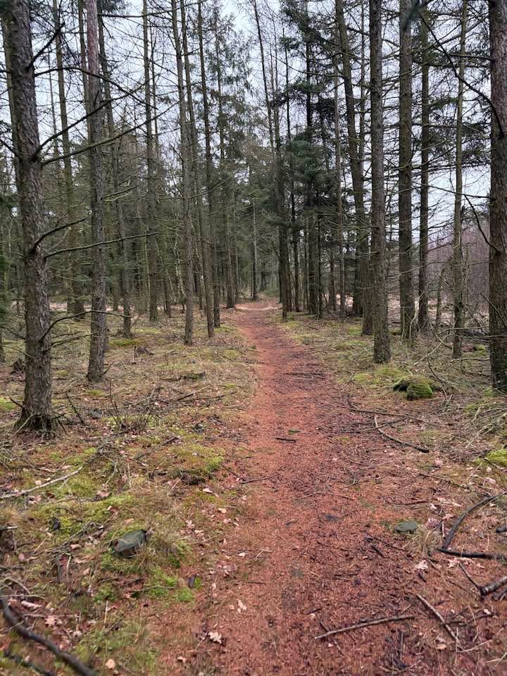 Tistrup tager på skovvandring tirsdag