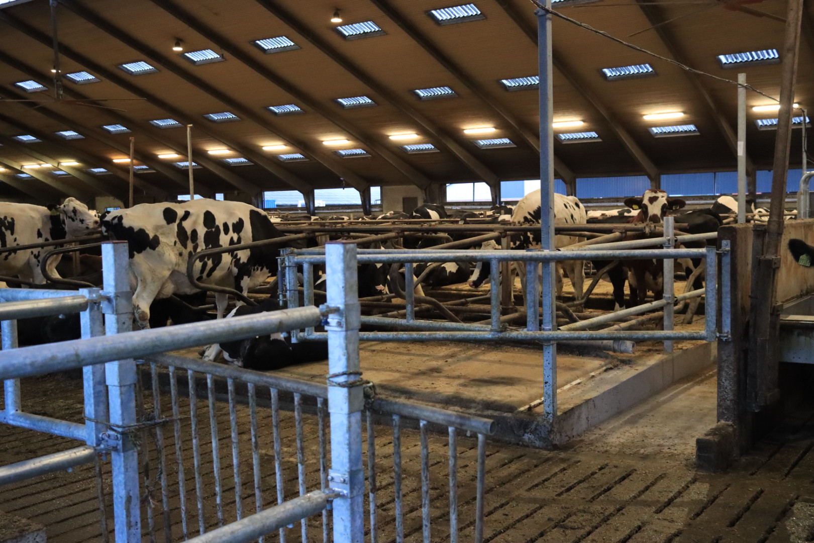 Nyt staldanlæg hos Højrupgaard Agro tages i brug